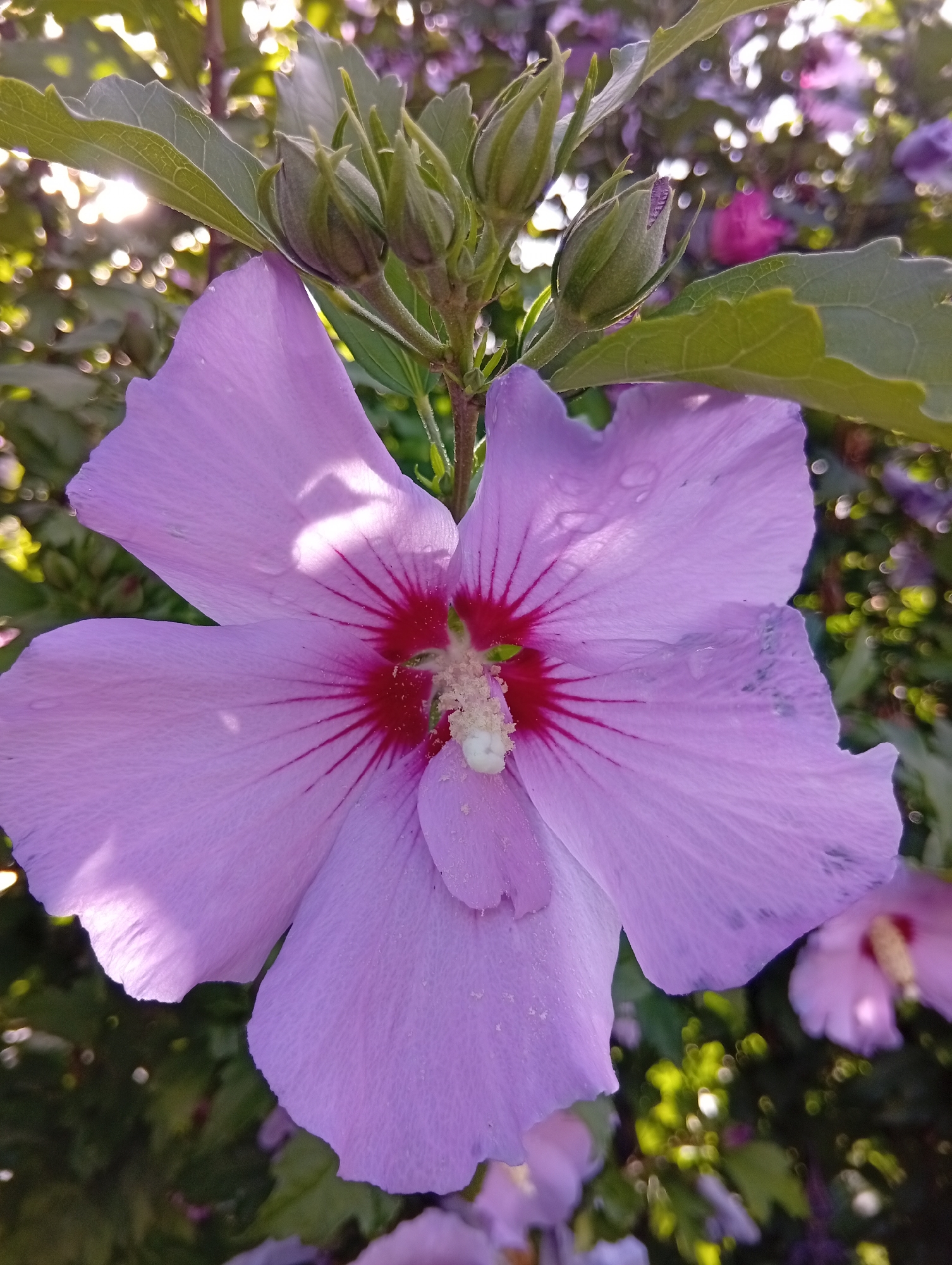 A close-up, eye-level shot showcases a light purple hibiscus flower in bloom. The flower's center features a deep pinkish-red hue with radiating lines, and a prominent stamen with a light-colored stigma is visible. Several unopened buds, varying in size and stage of development, are clustered above the open flower. The petals are delicate and slightly translucent, with visible water droplets and a few dark speckles on some of the lower petals. The background is a blur of green foliage and bokeh lights, with hints of other pink and purple hibiscus flowers. The sun's rays filter through the leaves, creating lens flare and dappled light across the scene. The image is taken outdoors, suggesting a garden or park setting. The specific location in Wrocław, Poland, cannot be determined from the visual information provided.