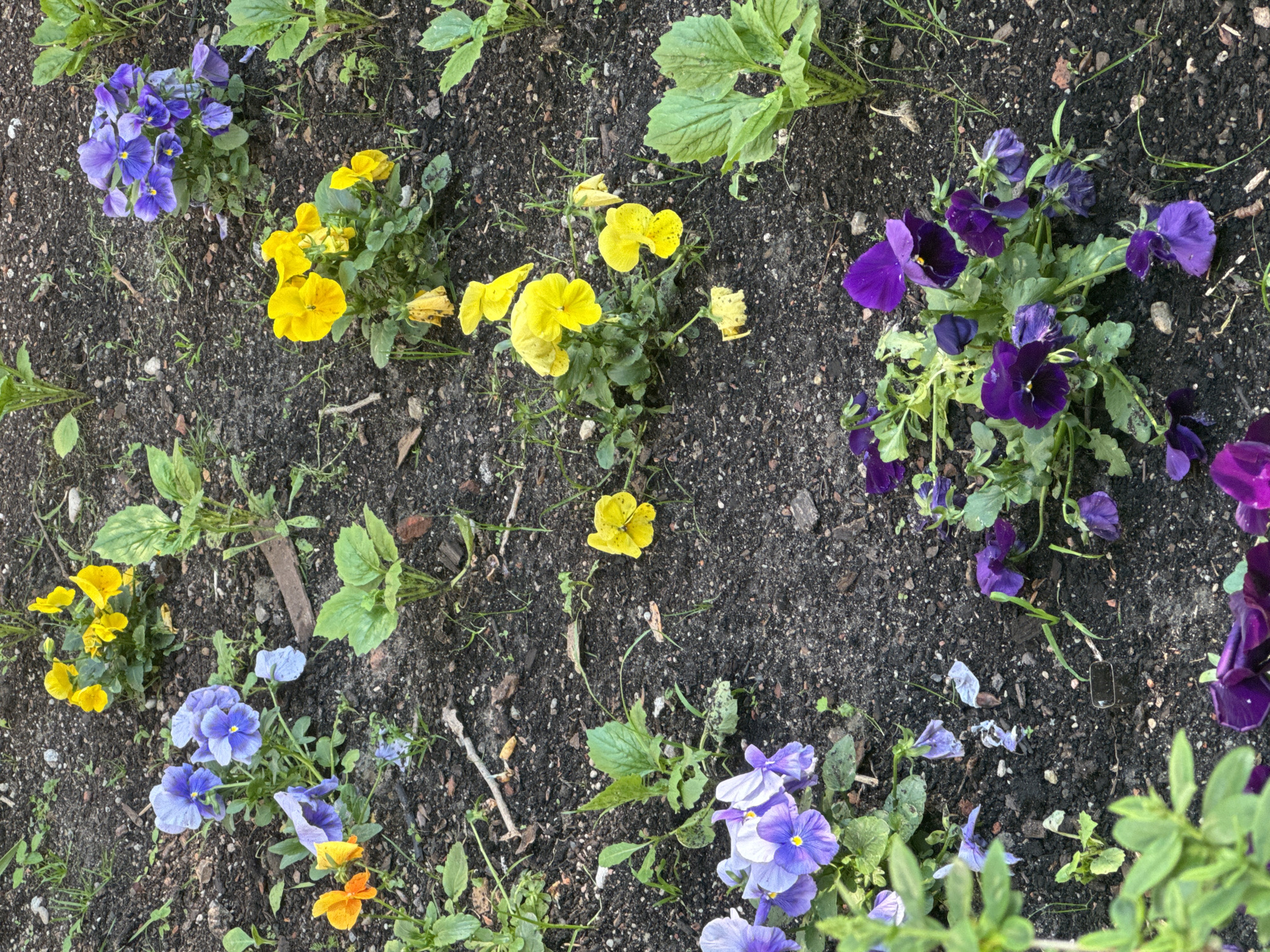 An overhead, close-up view depicts a garden bed teeming with colorful pansies or violas planted in dark soil. The flowers are arranged in several distinct clusters across the frame. Prominent among them are vibrant deep purple blooms, bright yellow flowers, and lighter lavender-blue blossoms, with a few orange petals scattered. Each cluster is surrounded by green foliage, some leaves appearing fresh and healthy, while others show minor imperfections or slight wilting.
The dark brown soil forms the background, appearing somewhat loose with visible small pebbles, twigs, and sparse blades of green and dried grass. The lighting is even and bright, indicating daytime conditions, without harsh shadows. The overall scene captures a snapshot of a vibrant flower bed, likely outdoors. There is no visible text or human activity.