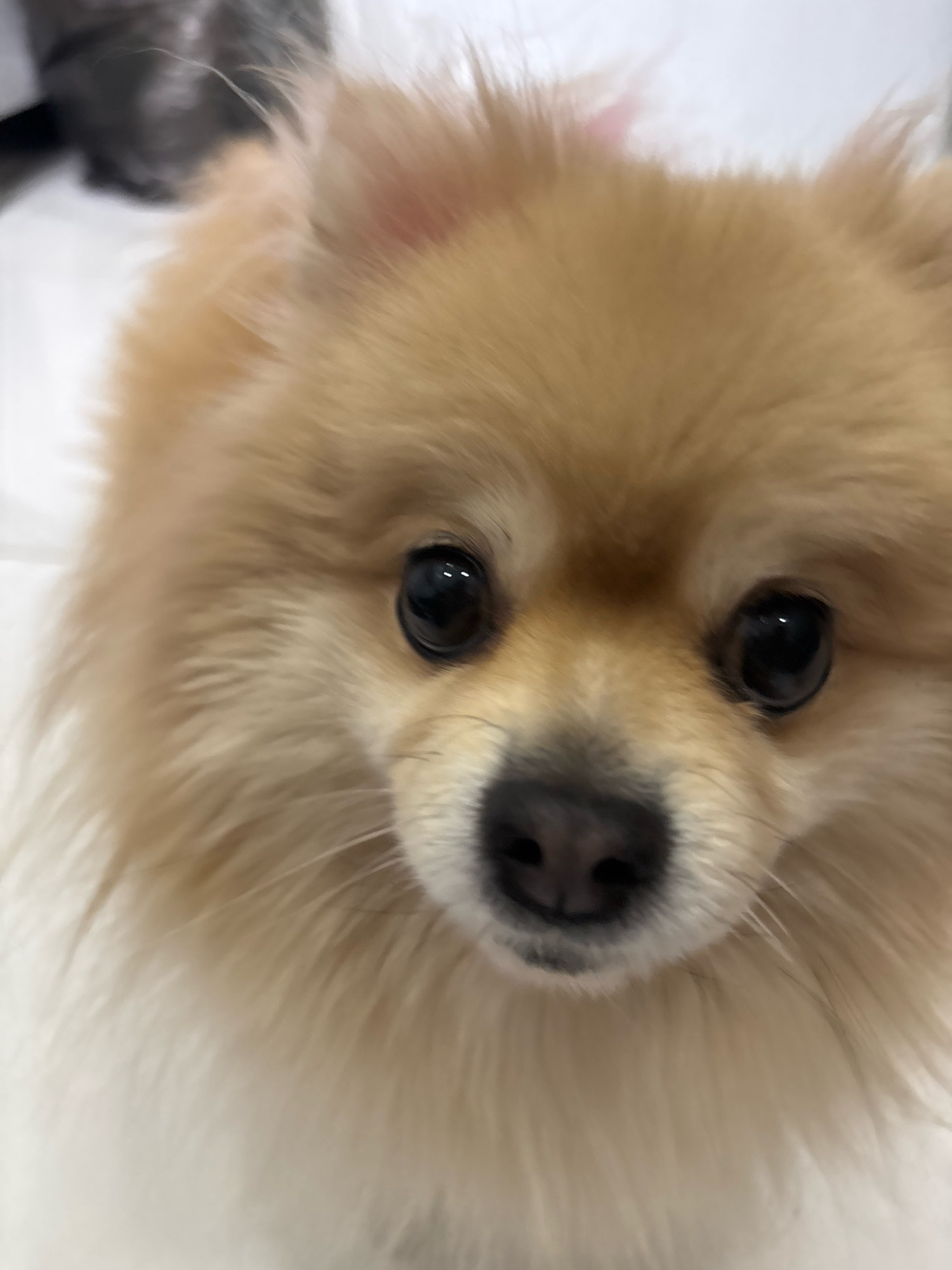 A close-up, slightly blurred, head-on shot captures a fluffy, light-brown Pomeranian dog. The dog's black eyes are wide and round, reflecting light. Its dark, wet nose is prominent in the foreground. The background is out of focus and appears to be a light-colored surface, possibly a floor or furniture. There is no discernible location in Tbilisi, Georgia.