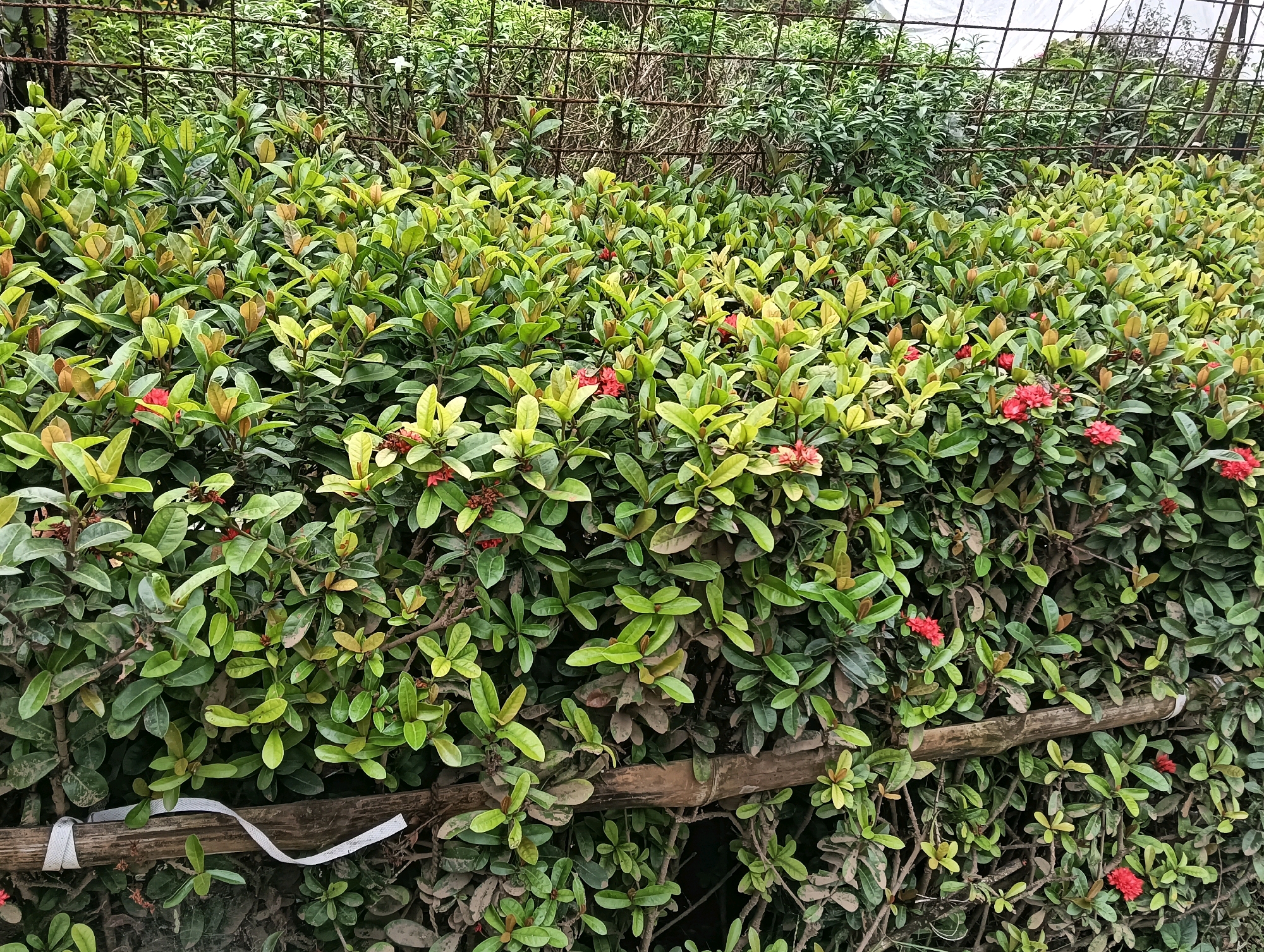 This is a medium shot of a dense hedge with numerous small red flowers, located in Barrackpore, India. The hedge is composed of many green leaves, some with a reddish hue, and appears to be a cultivated ornamental plant. A horizontal bamboo pole runs across the midsection of the hedge, secured by a white plastic tie. Behind the hedge, a rusty metal fence is visible, and beyond that, more greenery and a white structure, possibly a greenhouse or netting. The lighting suggests it is daytime, and the overall impression is of a garden or nursery setting. There are no people visible in the image.