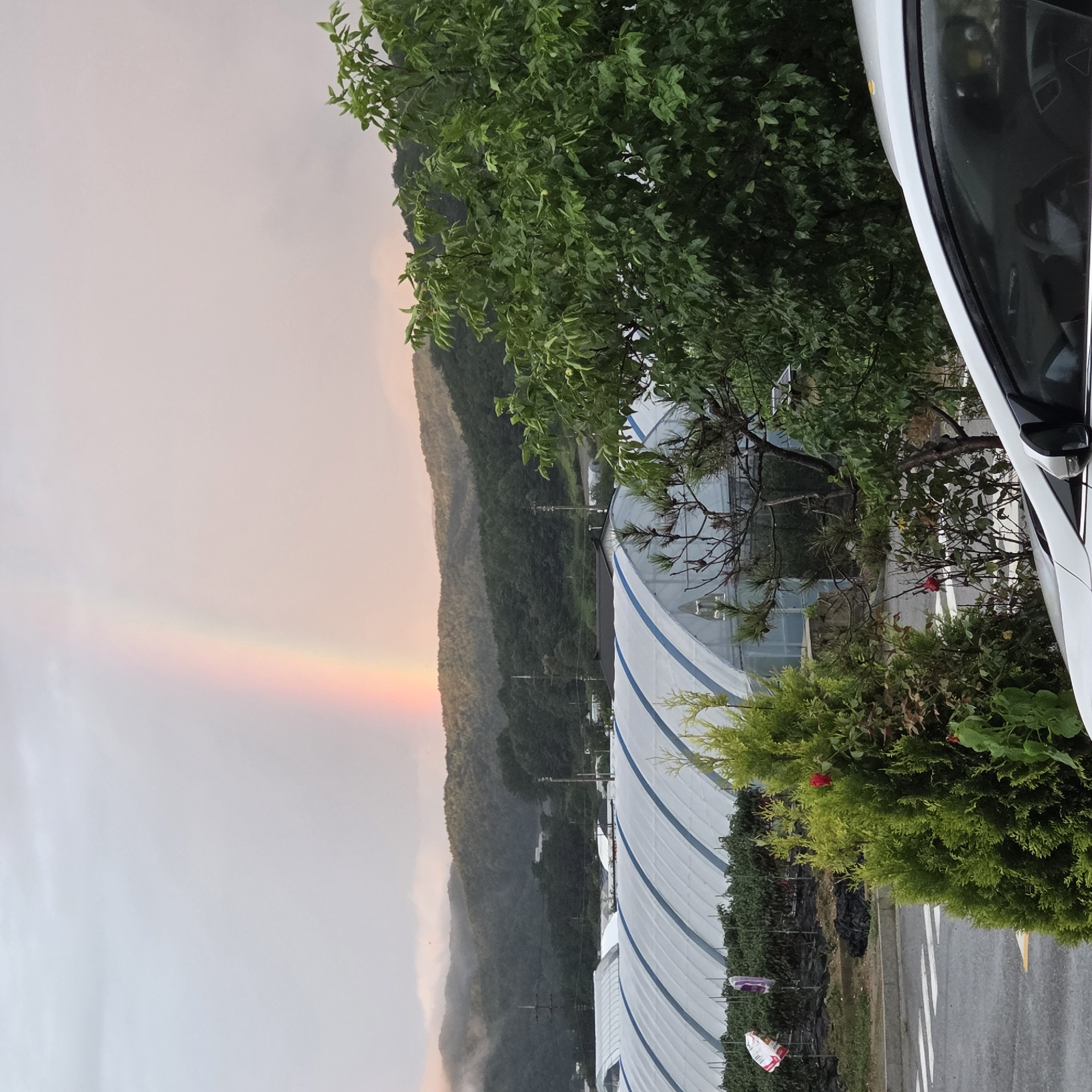 In Dunnae-myeon, South Korea, a vibrant rainbow arcs across a hazy, overcast sky, its colors softened by the diffused light. The rainbow is positioned over a backdrop of rolling, tree-covered hills, some of which are partially obscured by mist. In the foreground, several large, white greenhouse structures with blue trim dominate the middle ground. To the right, a dense, leafy green tree with wet foliage partially obscures the view. In the bottom right corner, a portion of a white car, including its side mirror and window, is visible. A small, green, coniferous shrub is in the lower left, with a red flower on a branch. A paved road with white lane markings is present in the lower foreground.