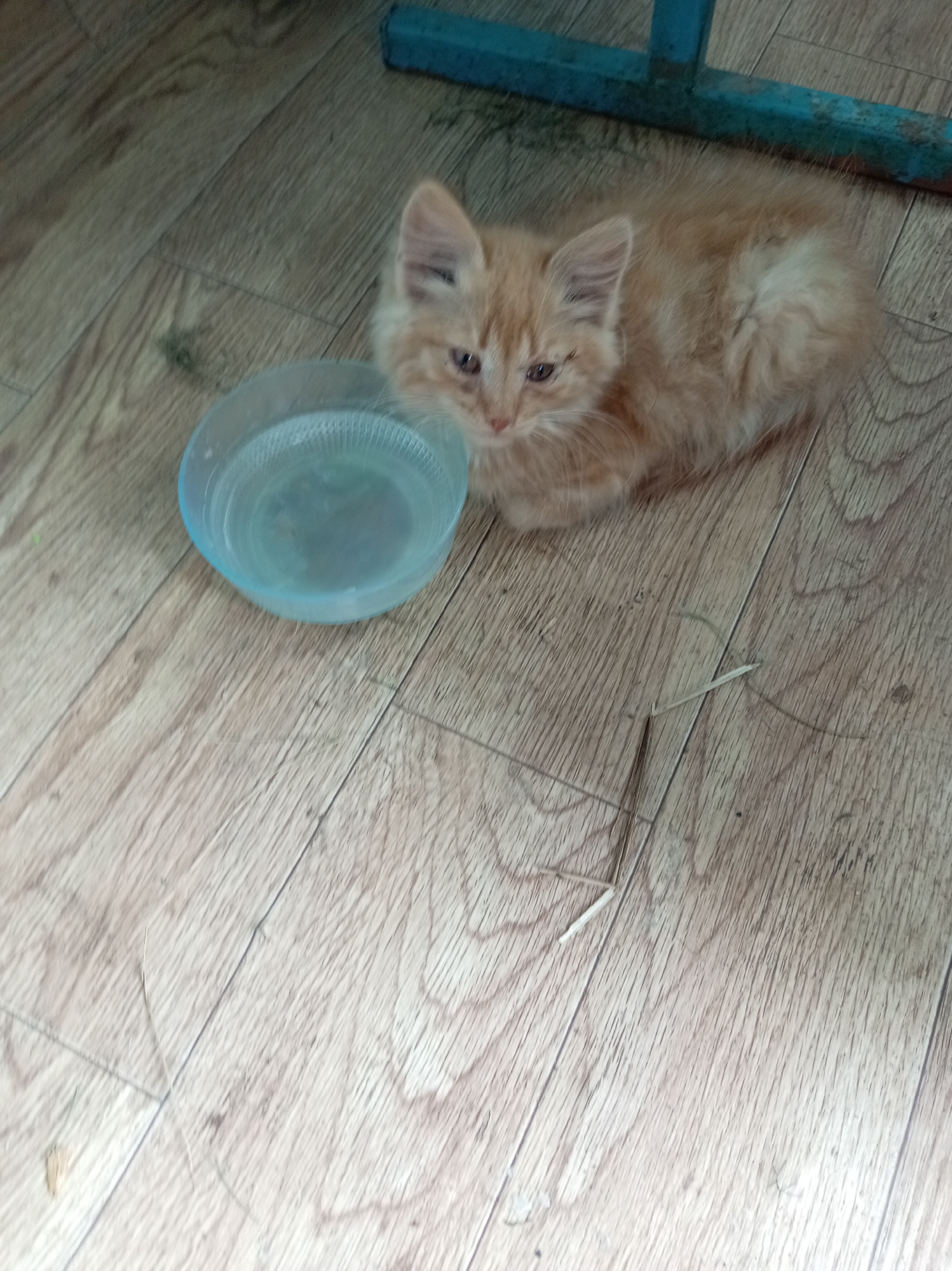 An orange kitten is lying on a wooden floor next to a translucent blue bowl of water. The kitten is fluffy with large ears and is looking down at the bowl. The floor is made of wooden planks with a visible wood grain pattern. In the background, a blue metal structure is partially visible. The environment appears to be indoors.
