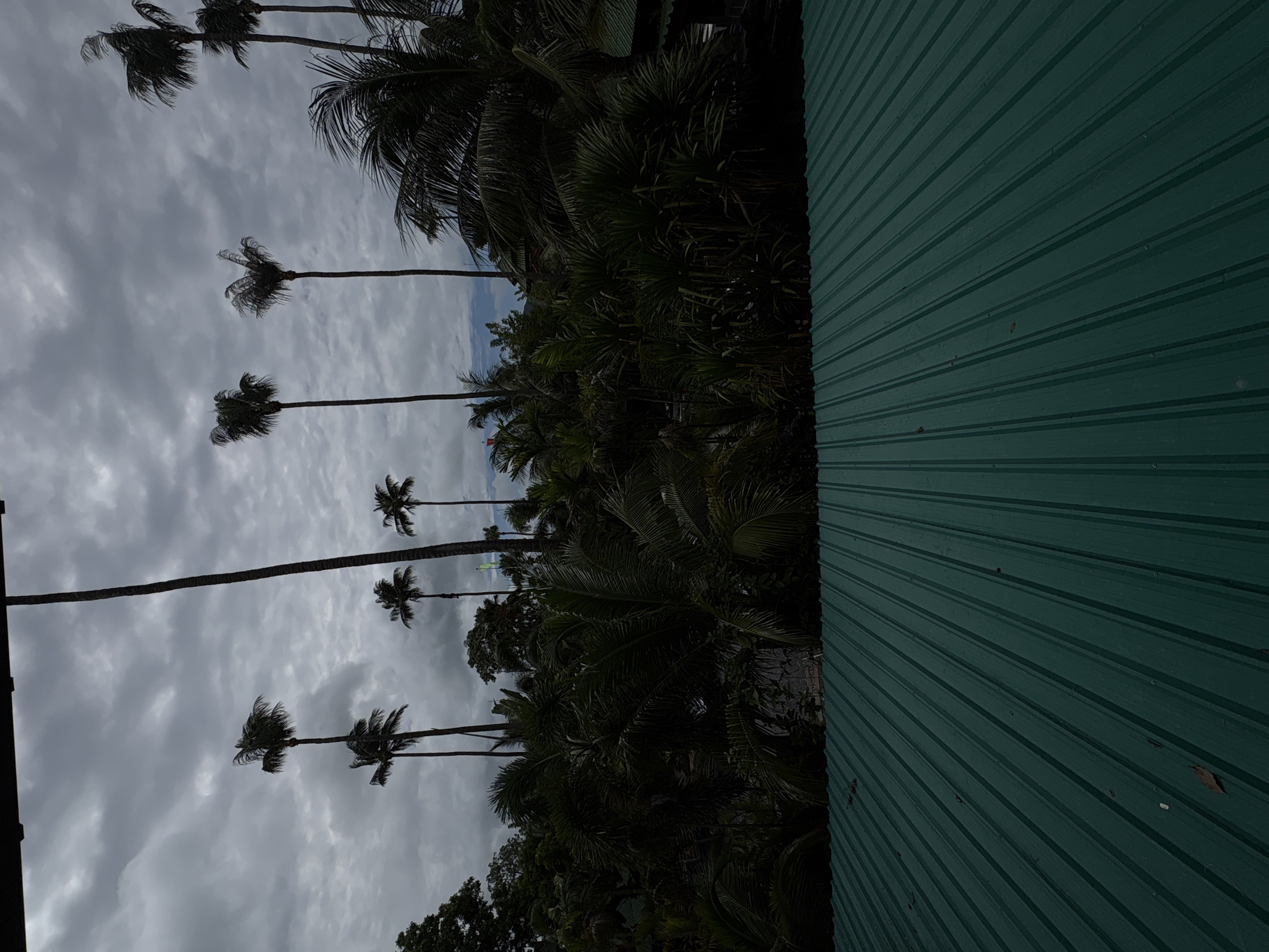 The photograph shows a line of tall palm trees against a cloudy sky, partially obscured by lush, dark foliage and the edge of a green corrugated metal structure. The location is likely Rawai, Thailand, given the tropical vegetation and architectural style. There are no people visible in the image. The primary subjects are the palm trees, foliage, and the metal structure. The action, if any, is implied by the wind affecting the palm trees, as suggested by the bending fronds. The environment is overcast, with the green metal structure contrasting with the dark foliage and grey sky.