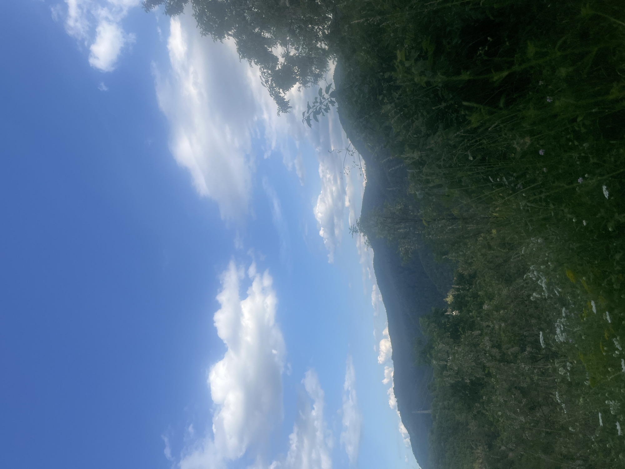 A vast expanse of blue sky with scattered white clouds stretches across the top of the image. Below the sky, a rolling, green mountain range fades into the distance. In the foreground, lush green vegetation and tall grasses dominate the scene, with some wildflowers interspersed. The image appears to be taken outdoors in a natural, mountainous environment, possibly on the outskirts of Pechinska, Bulgaria, judging by the prevalent greenery and mountainous terrain.