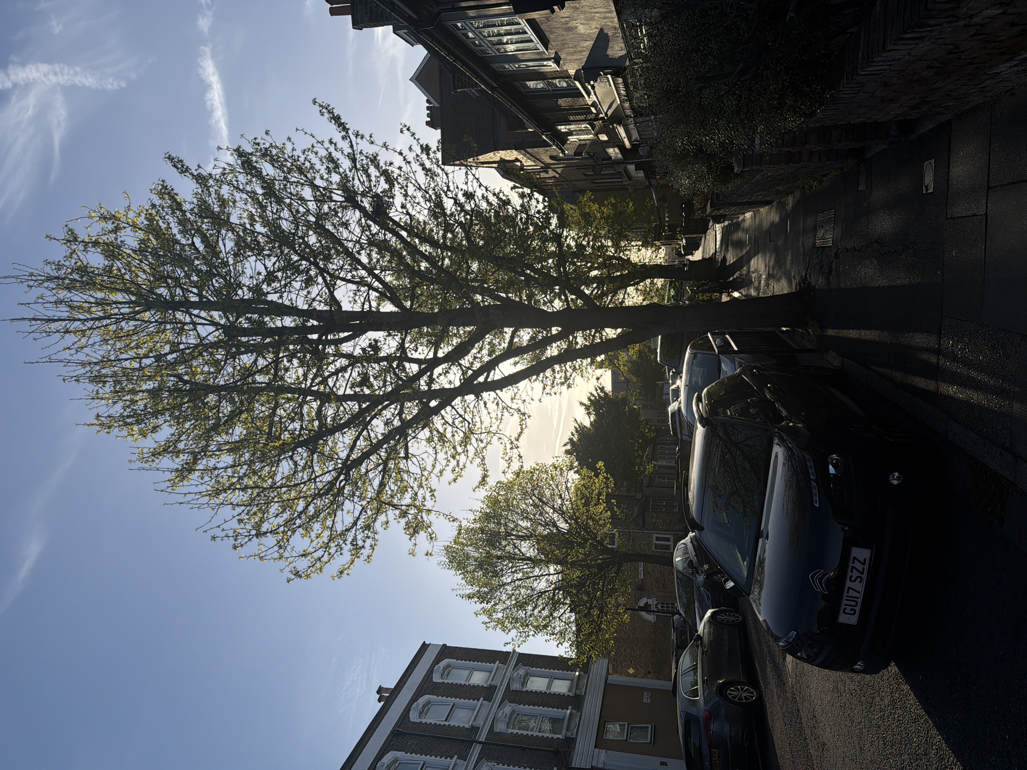 The image depicts a sunlit residential street, likely in London, during either early morning or late afternoon, characterized by long shadows and warm, directional light. A large, mature deciduous tree, flourishing with new, light green leaves of spring, dominates the left side of the frame, its branches extending across the clear blue sky. The sun is positioned low behind this tree, creating a bright glare and silhouetting much of its canopy.
The sky is bright blue with several wispy white contrails stretching across it. Along the right side of the street, a row of cars is parked. The closest visible car is dark-colored, with a UK license plate that clearly reads "GU17 SZZ". Other parked vehicles are partially visible further down the street.
On the left side, behind the prominent tree, stands a row of multi-story residential buildings exhibiting traditional architecture, including bay windows and detailed brickwork. Another tree with similar spring foliage is visible further down the street on the right, beyond the parked cars. The pavement and street are visible, with shadows stretching across them from the trees and buildings. The overall scene suggests a calm, pleasant urban environment.