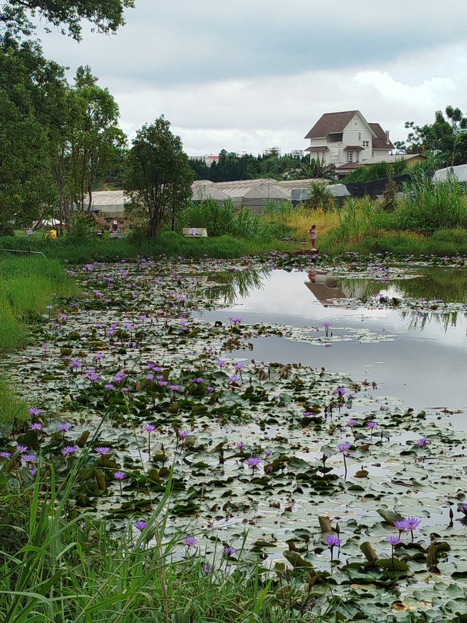 A scenic view captures a tranquil pond filled with numerous purple water lilies and their lily pads. The pond is bordered by lush green grass and trees on the left side. In the background, a large, white, two-story house with a brown roof is situated on a gentle slope. Several greenhouse-like structures, possibly for cultivation, are visible behind the trees and to the right of the pond, suggesting an agricultural or horticultural area. A single person, appearing as a child or small adult, stands on the bank of the pond in the middle distance, observing the water. The sky is overcast with clouds. The overall setting evokes a peaceful, natural environment with hints of human habitation and agricultural activity in Lâm Viên - Đà Lạt, Vietnam.
