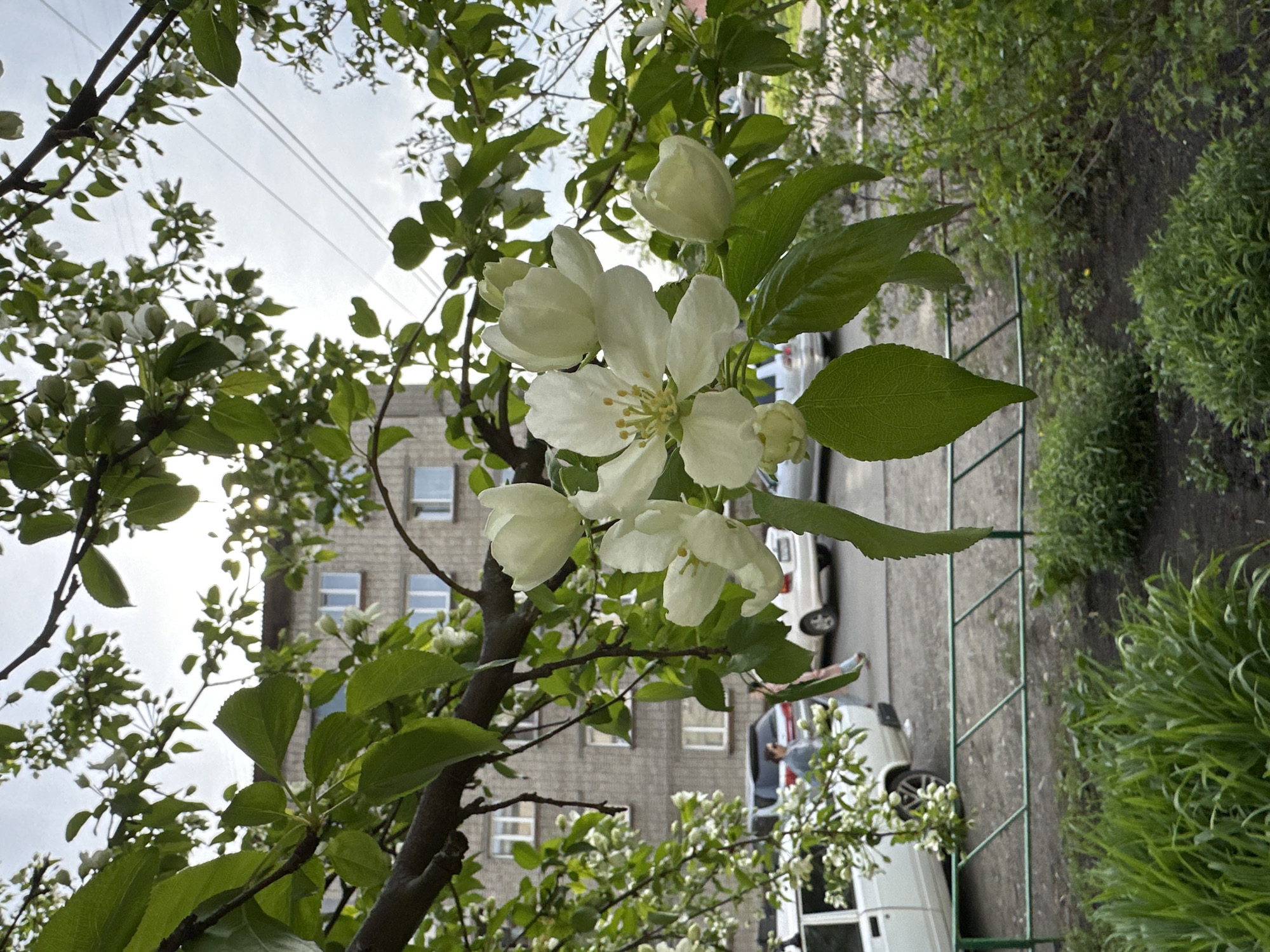 The image is taken outdoors, possibly in Biysk, Russia, given the context. A blossoming tree branch, predominantly with white flowers and green leaves, is prominently featured in the foreground. Behind the tree, there is a multi-story building with a gray brick facade and several windows. A street with parked vehicles is visible to the right of the tree and in front of the building. A metal fence separates the street from a patch of greenery. The sky is overcast. There are no visible people or actions taking place.