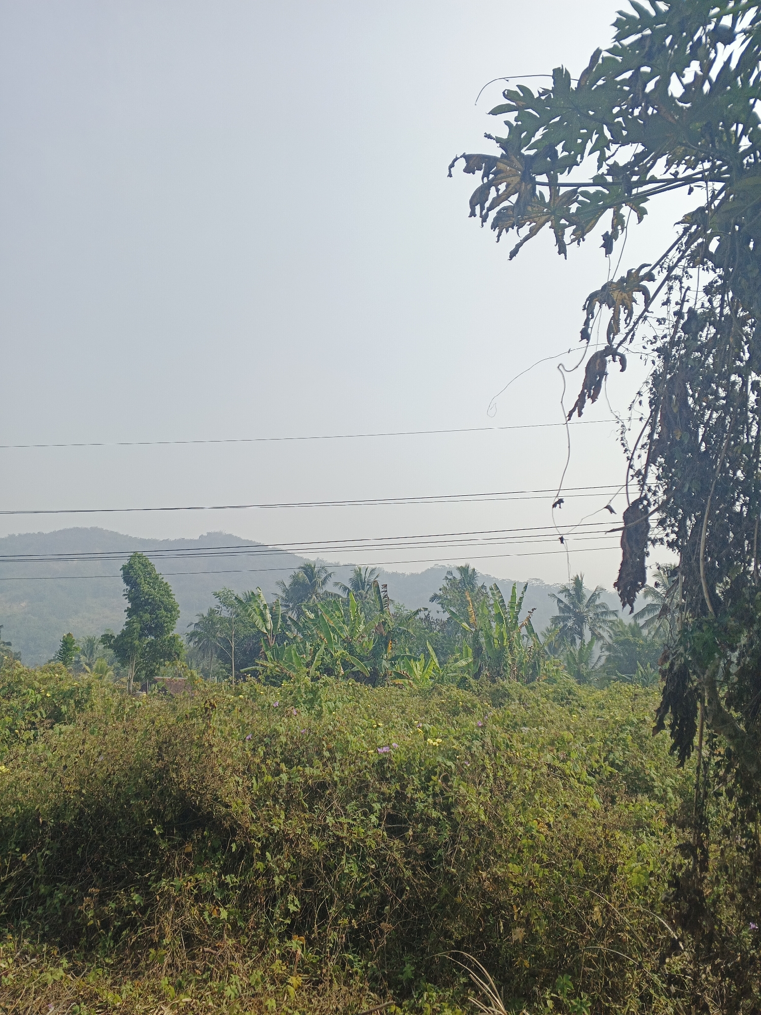 This is a photograph taken outdoors in a rural area of Sukabumi, Indonesia. The image captures a landscape scene with a focus on vegetation and distant hills. In the foreground, dense green foliage, likely bushes and climbing plants, covers the ground. Some smaller flowers, appearing purple and yellow, are visible within the greenery. To the left of the frame, a single tall green tree stands out against the backdrop.
Further into the scene, a cluster of banana trees with their broad leaves is prominent. Beyond these, a range of hazy, undulating hills forms the background. Several thin power lines are strung across the middle ground of the image, running horizontally. On the right side of the frame, a dark, dry, and tangled mass of vines and dead leaves hangs from an unseen structure or tree, partially obscuring the view of the surrounding vegetation. The sky is a pale, washed-out grey, indicating possibly overcast conditions or haze. There are no people or animals visible in the image. The overall impression is one of lush, untamed nature.