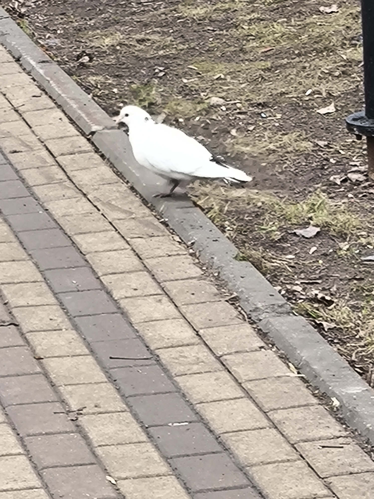 The image shows a white bird, likely a domestic pigeon, standing on the edge of a brick sidewalk. The sidewalk runs parallel to a curb, beyond which is an area of bare ground covered with fallen leaves and sparse vegetation. A dark, cylindrical object is visible in the upper right corner, possibly a pole or post. The image was most likely taken during the daytime, with natural lighting conditions. It is difficult to confirm its location as Moscow, Russia from visual features only.