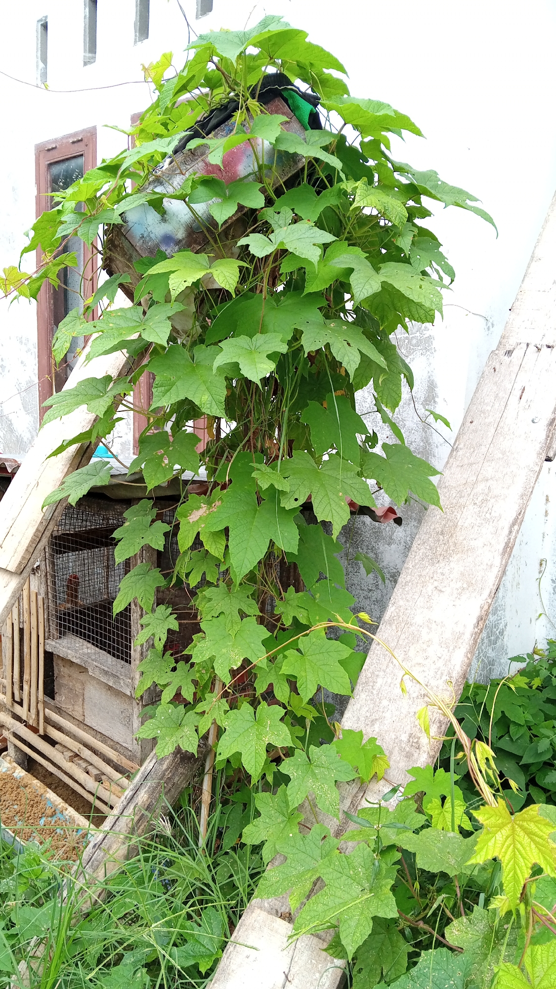 The image depicts a dense, leafy green vine growing upwards, seemingly supported by a weathered wooden structure and a white wall in the background. The vine has large, lobed leaves and is growing out of what appears to be a repurposed container, possibly a plastic barrel with spray paint markings. To the left of the vine, a rustic cage made of wood and wire mesh is visible, with a hint of a chicken inside. The environment appears to be outdoors, with a light-colored wall showing some discoloration and texture. Various wooden planks lean against the wall and the cage. Green grass and smaller plants are visible at the base of the scene, suggesting a garden or yard. The lighting suggests it is daytime. The location is identified as Buketteukuh, Indonesia.