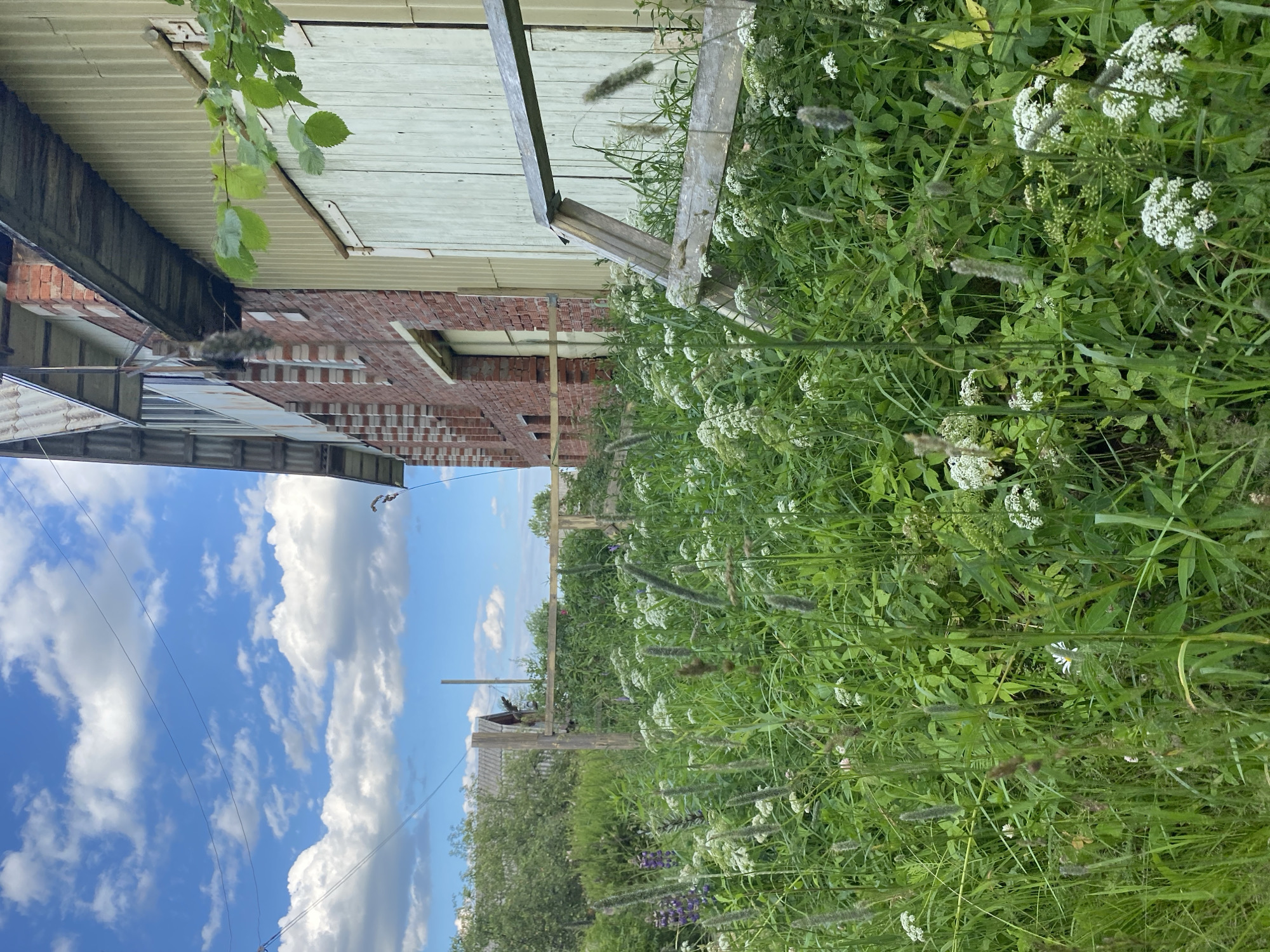 The media file shows an outdoor scene with a building, vegetation, and a sky. The building appears to be made of brick and has a wooden roof structure. Lush green vegetation, including various types of plants and white flowers, grows abundantly in the foreground and along the side of the building. A wooden frame or fence is visible amidst the plants. The sky is blue with white, puffy clouds, suggesting daytime. Power lines are also visible stretching across the sky.
The scene seems to be located in a rural or semi-rural setting, possibly a backyard or garden area adjacent to a house. The presence of the building, the wild vegetation, and the utility lines are characteristic of a residential area. The image is oriented vertically. No people or animals are visible in the frame. The overall impression is one of a natural, overgrown outdoor space on a bright day. Given the provided location context of Novyi Ural, Russia, the scene depicts a typical summer landscape in that region.