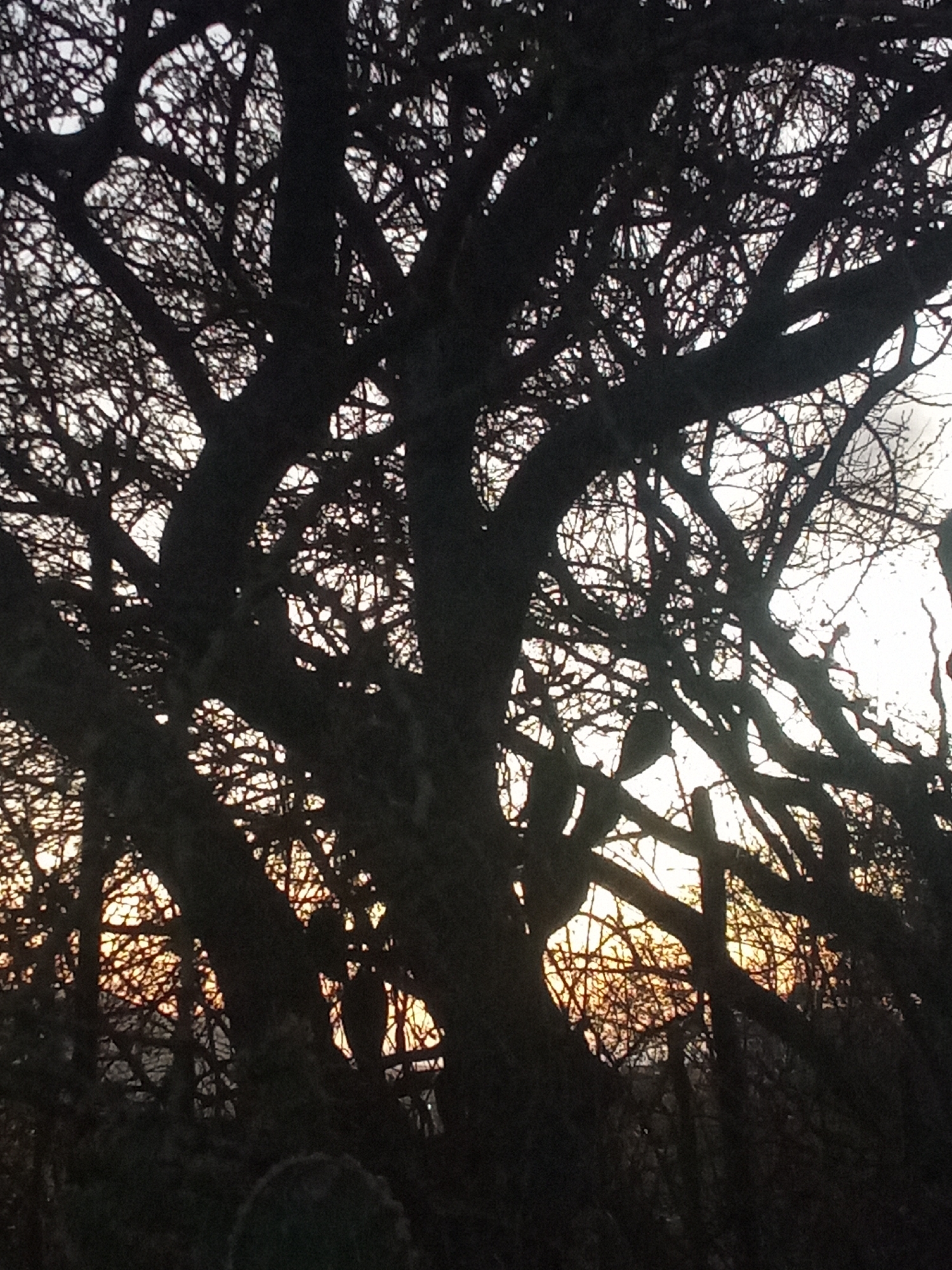 The image depicts a silhouette of a tree with dense branches against a bright sky, likely at sunset or sunrise. Light shines through the branches, creating an orange glow in the background. The location is potentially Juan Griego, Venezuela, though the image lacks definitive local markers. There are no people or other identifiable objects in clear view.