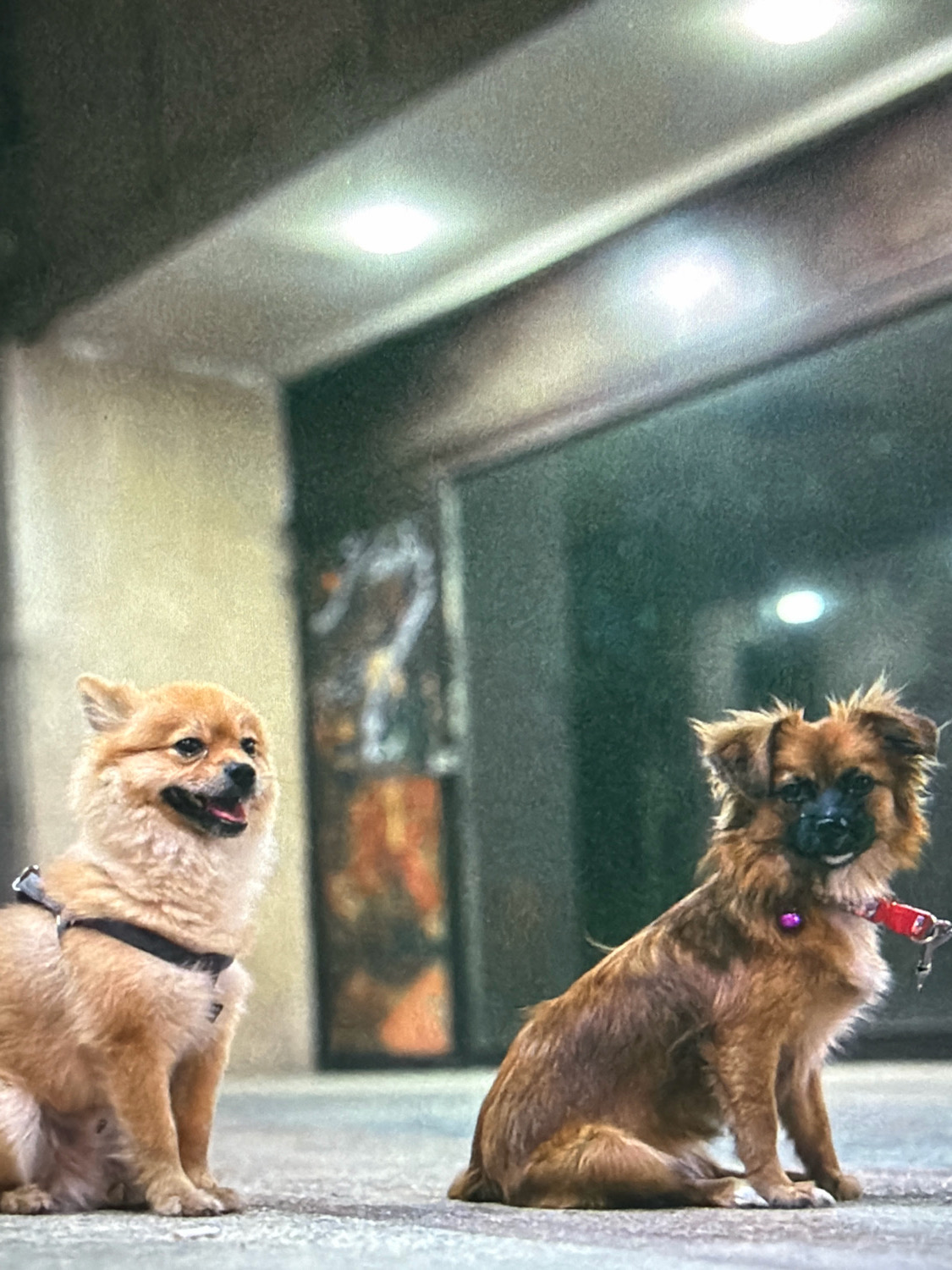 The image depicts two small dogs on a paved outdoor surface, possibly a sidewalk or plaza, in the city of Kafr Yasif, Israel. The dog on the left is a tan Pomeranian mix with a black harness, sitting and looking to the left with its mouth open. The dog on the right is a brown, scruffy mixed breed with a red collar and a purple tag, sitting and looking towards the viewer. In the background, there is a building facade with recessed lighting and a dark, reflective glass area. The overall lighting suggests it may be evening or indoors.