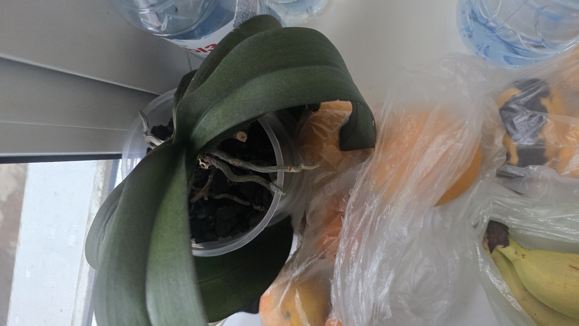 The image shows an orchid plant with dark green leaves and visible roots, in a clear plastic pot filled with dark potting mix. The pot is placed on a white surface next to a window. In front of the orchid, there are plastic bags containing fruit, including what appears to be oranges and bananas. Behind the orchid, there are plastic bottles. The scene is consistent with an indoor setting, possibly a windowsill in a residential apartment. The specific location of Ukhta, Russia, cannot be determined from the visual information provided in the image.