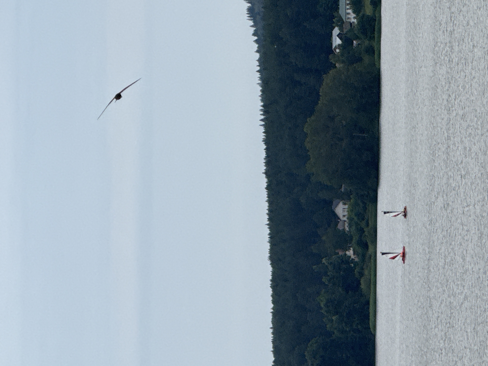 A bird with its wings spread is in flight against a pale blue sky in the upper right quadrant of the image. Below the sky, a dark, dense forest lines the horizon. In the foreground, a calm lake reflects the overcast sky. Two small red sailboats with black sails are visible on the lake, one slightly ahead of the other. A few houses with white walls and dark roofs are nestled among the trees on the shore. The scene depicts a serene natural landscape with elements of human activity, likely in Votkinsk, Russia, given the context of the provided crops which showcase a location that aligns with typical Russian lakefront scenery.