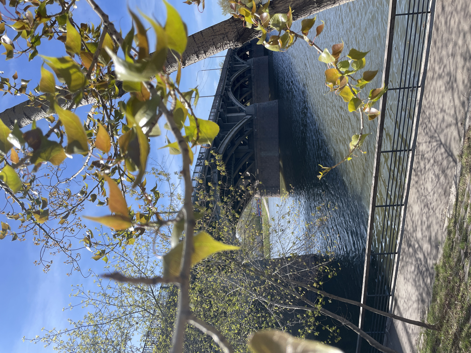 The image shows an upward-angled view of the Yenisey River in Krasnoyarsk, Russia, with a bridge spanning it. The foreground features tree branches with green and yellow leaves against a blue sky with clouds. The middle ground shows the river, reflecting the sky and bridge. A metal railing runs alongside a concrete walkway on the right side. The bridge is dark gray, with arched support structures. A portion of a tree trunk is visible near the bridge.