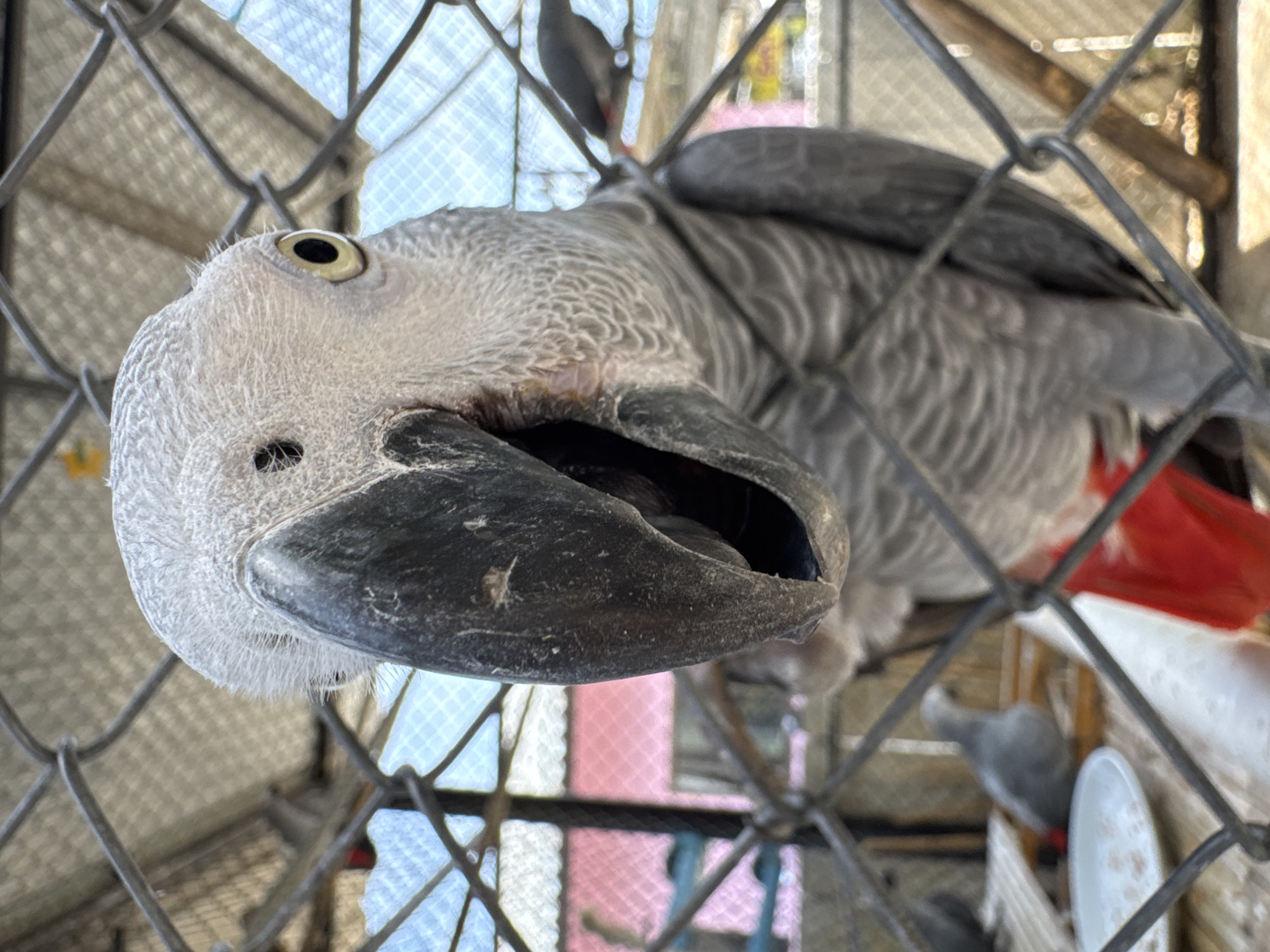 A grey parrot is clinging to the wire mesh of a cage. The parrot's beak is open. The cage is located in Baan Lamai, Thailand. Other parrots are in the background of the cage. A food container is attached to the cage.