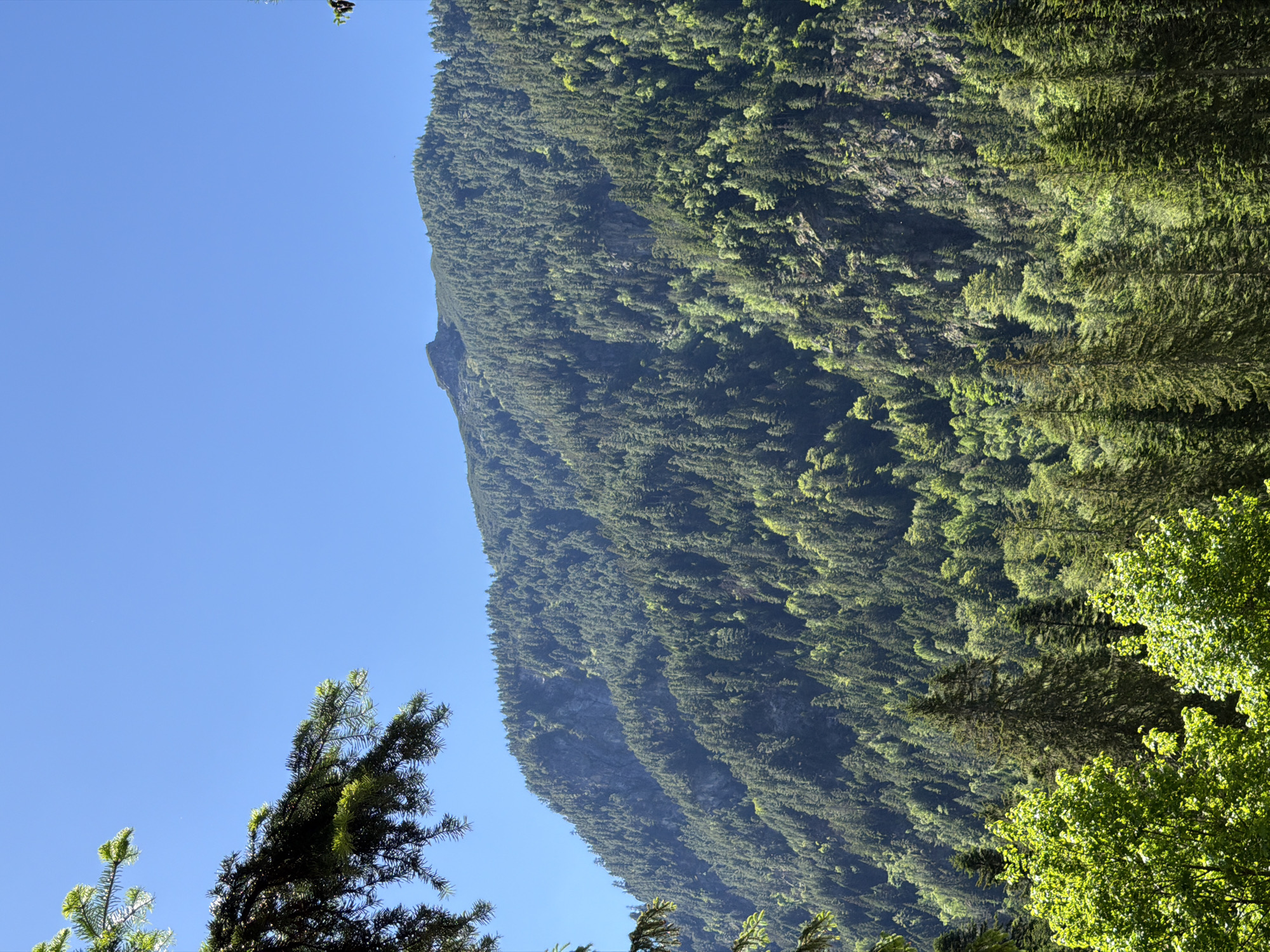 The image shows a dense, sunlit forest covering a steep mountain slope under a clear blue sky. The foreground features the branches of evergreen trees with bright green new growth. The mid-ground and background are dominated by the mountain, which is heavily forested with a variety of evergreen trees, interspersed with rocky outcrops and cliffs. The texture of the mountain is varied, with some areas appearing smoother and covered in vegetation, while others are rugged and exposed. The lighting suggests it is daytime, with sunlight illuminating the mountain from the right, creating areas of shadow and highlight that emphasize the terrain's contours. The image was taken from a lower vantage point, looking up towards the mountain peak. This scene is characteristic of the natural landscape found in the vicinity of Govedartsi, Bulgaria, a village nestled within the Rila Mountains, known for its extensive forests and mountainous terrain.