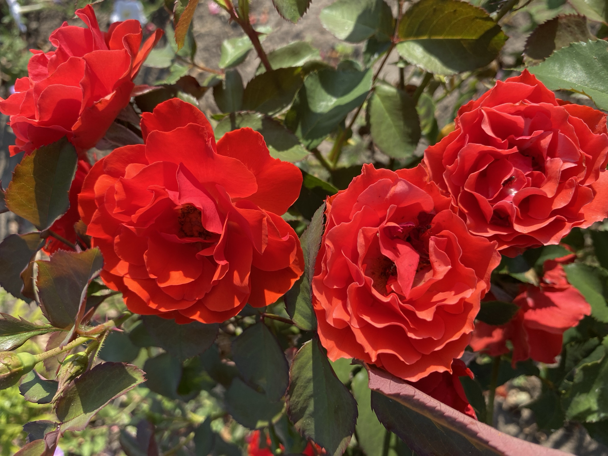 The image displays a close-up view of several vibrant red roses with dark green foliage. The roses are in various stages of bloom, with some fully open and others still in bud. The lighting suggests it is daytime, with sunlight casting shadows and highlighting the petals. The background appears to be a garden setting with soil and other plants visible. There are no people or animals in the image. The image provides no information about the city of Ventsy, Russia, nor does it offer any details regarding actions or interactions.