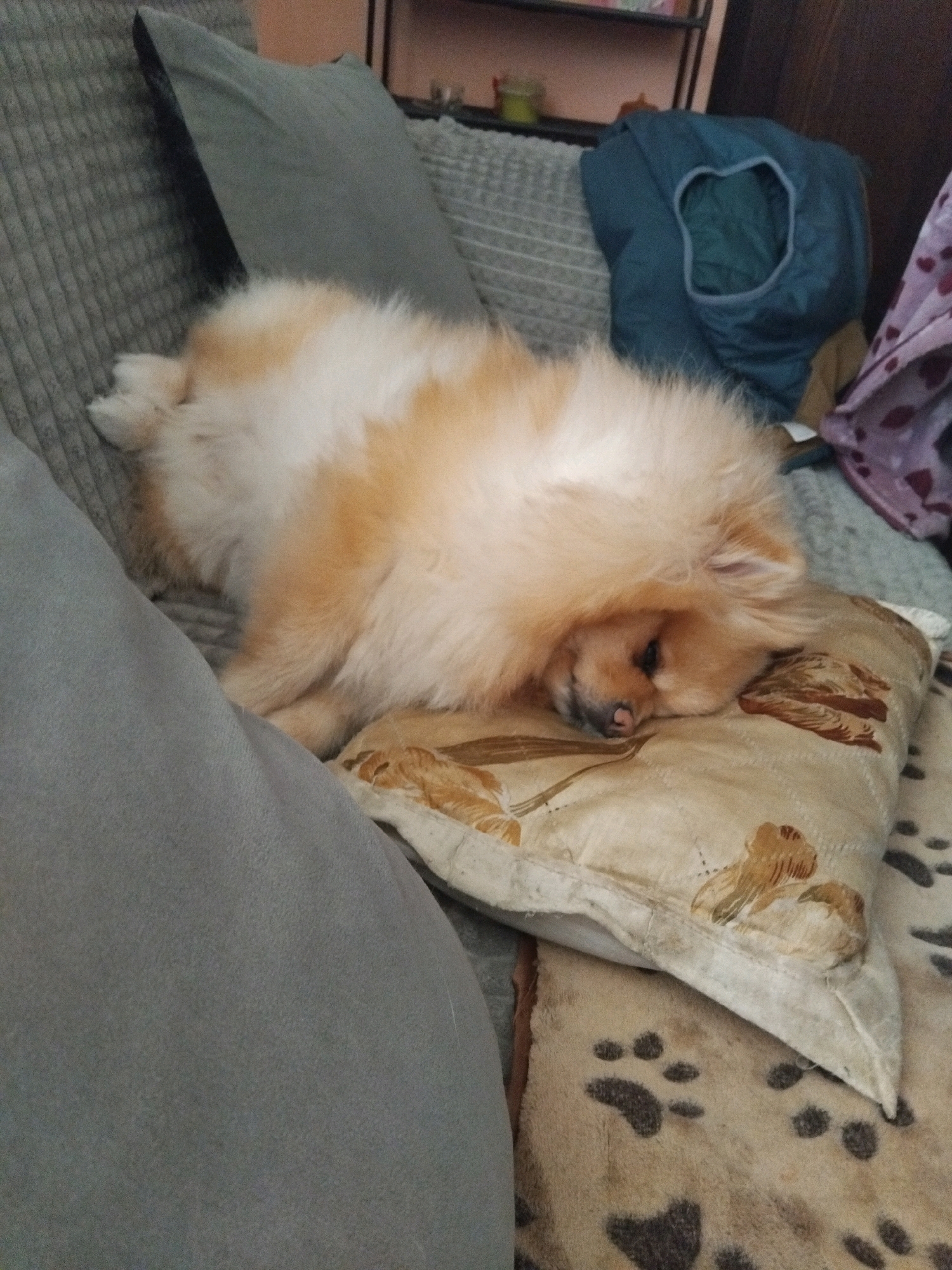 A fluffy Pomeranian dog is sleeping peacefully on a pillow with a floral pattern. The dog is light brown and white and is curled up on its side, with its head resting on the pillow. The pillow is on a couch, and there are other pillows and blankets visible in the background. The scene appears to be indoors, possibly in a living room or bedroom. The dog looks comfortable and relaxed, suggesting it is in a safe and familiar environment. The image is well-lit and the focus is sharp, highlighting the dog's soft fur and contented expression.