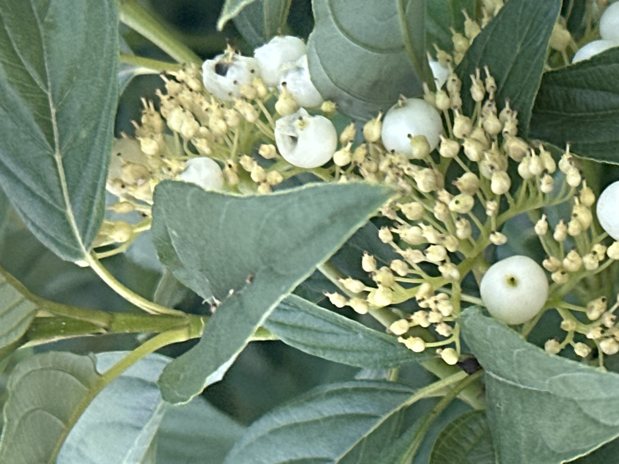 A close-up, vertical shot focuses on a plant with green leaves and clusters of small, pale yellow buds, some of which have matured into round, white berries. The berries are clustered together, with some still partially covered by the delicate, papery remnants of their blossoms. One large, white berry in the lower left quadrant of the image is prominent, showing a small, dark circular mark in its center. The background is blurred, suggesting a natural outdoor setting. There is no indication of Podolsk, Russia, or any other specific location.