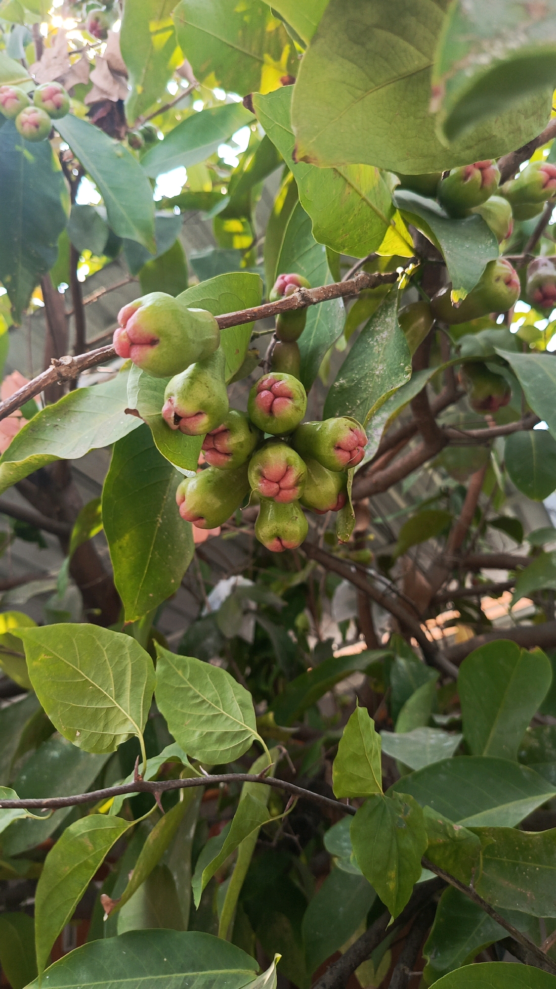 The image shows a close-up of a branch of a tree bearing several green and pink rose apple fruits. The fruits are bell-shaped with a distinctive protrusion at the bottom. They are clustered together on the branch, surrounded by lush green leaves. Some of the leaves are partially in shadow, while others are illuminated by sunlight, creating a dappled effect. The background is a blur of green foliage and dark branches, suggesting a densely vegetated area. The scene appears to be outdoors, possibly in a garden or orchard. Based on the context provided, this image was taken in Patihan Wetan, Indonesia.