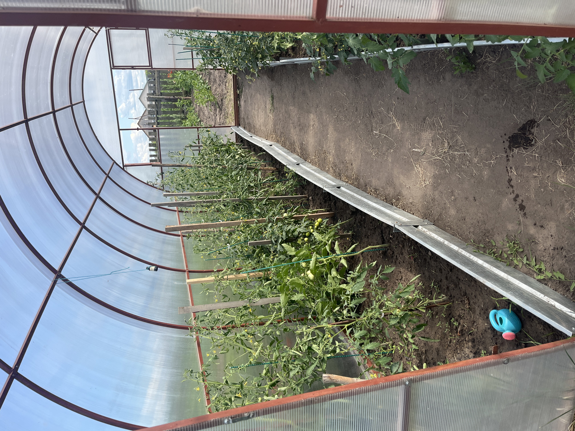 The media file shows the interior of a greenhouse. The structure is made of a metal frame and covered with translucent plastic panels. Inside, rows of tomato plants are growing in the soil. The plants are tall and leafy, with some small green tomatoes visible. Wooden stakes and green twine are used to support the plants. A dirt path runs through the greenhouse, separating the rows of plants.
In the foreground, a blue watering can with a pink nozzle is resting on the ground. In the background, a wooden fence and some vegetation are visible through the greenhouse panels, suggesting the greenhouse is located in a rural or garden setting. The sky is visible through the translucent roof, and it appears to be a bright day with some clouds. The overall impression is one of a thriving garden, likely in a temperate climate during the growing season. The image depicts a scene of agricultural activity and plant cultivation within a controlled environment. There is no visible text in the image.
