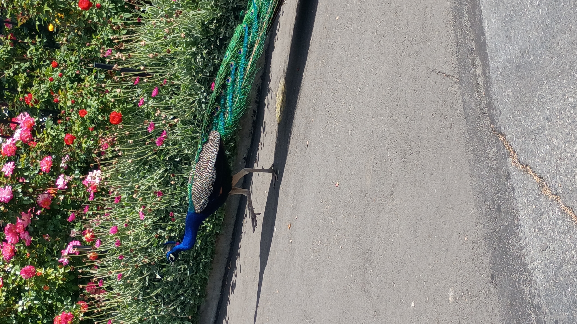 The image displays a vibrant peacock walking along the edge of an asphalt path, adjacent to a lush hedge of flowering plants. The peacock, positioned on the right side of the frame (when the image is properly oriented), exhibits its striking iridescent green and blue tail feathers trailing behind its patterned brown and black body. Its head, featuring a blue neck, is lowered towards the grey asphalt surface as it moves.
To the left of the peacock and filling the left portion of the frame is a dense bush adorned with numerous brightly colored flowers. The flowers are predominantly shades of pink and red, with some yellow blooms also visible among the green foliage. The scene is bathed in bright daylight, evidenced by the distinct shadow of the peacock cast upon the asphalt, indicating a sunny day. The setting appears to be an outdoor garden, park, or similar landscaped area. No visible text is present in the image.
