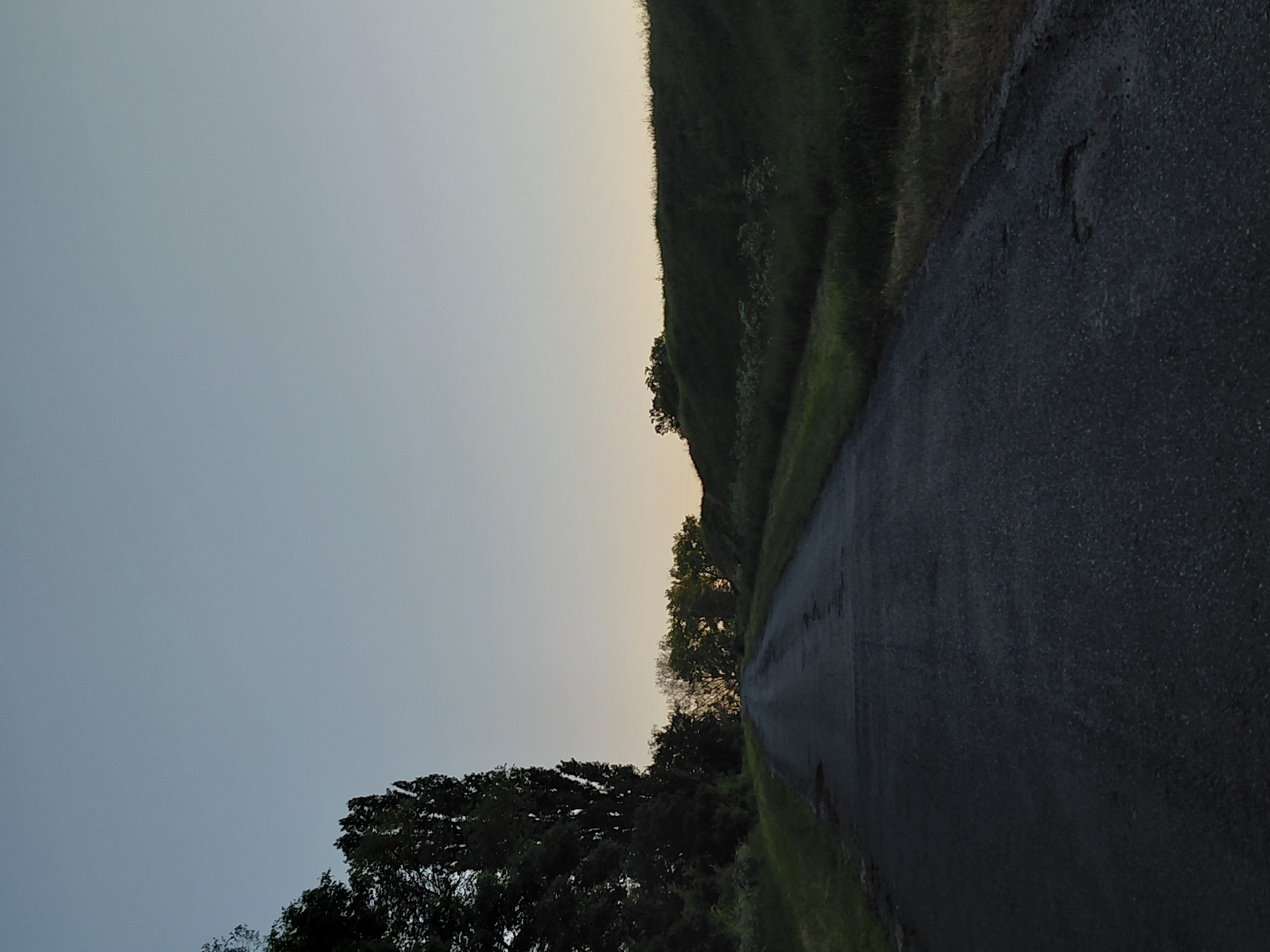 The image displays a serene rural landscape, likely captured during either sunrise or sunset due to the soft, transitional lighting. A dark, narrow asphalt road runs through the right side of the frame, appearing somewhat damp or reflective in sections as it recedes into the distance.
To the right of the road, a steep, verdant grassy embankment or hill rises, densely covered in green vegetation and some scattered smaller trees. On the left side of the image, the dark silhouettes of several large trees dominate the lower portion, their dense foliage prominent against the sky. More trees are visible further along the road on the right, nestled at the base of the hill.
The sky occupies the upper and left portions of the frame, transitioning from a light blue on the far left to a pale yellow or soft orange hue towards the right, indicative of the early morning or late evening. The scene is devoid of people, animals, or any discernible activity. There is no visible text.