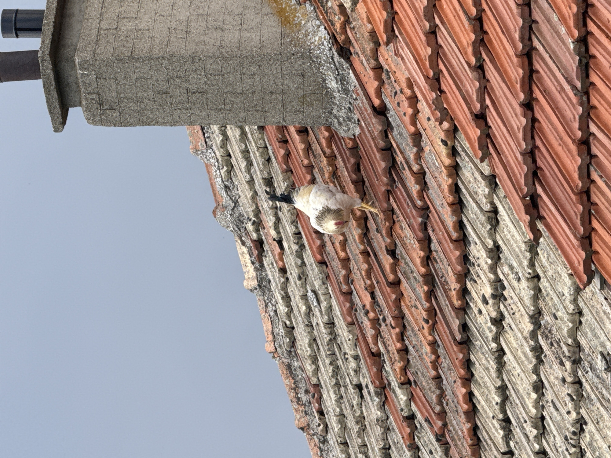 A white chicken with black tail feathers is standing on a terracotta tiled roof in Ekzarh Antimovo, Bulgaria. The roof is covered in an overcast sky. To the right of the chicken is a stone chimney with two pipes. The tiles are weathered and some are covered in grey lichen or moss. The chicken is facing away from the viewer, looking down and to the left.