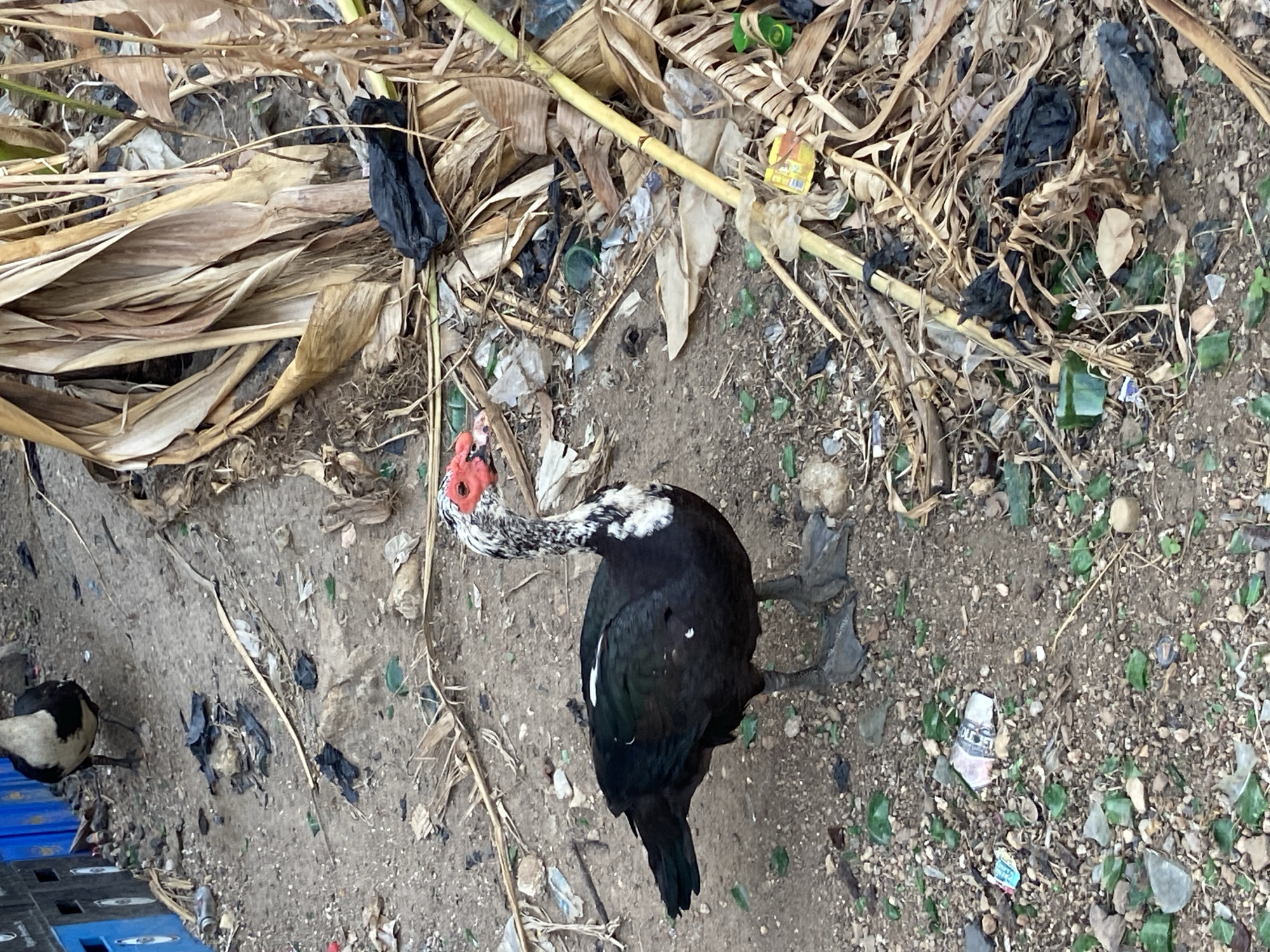 The image presents an overhead view of a littered ground in an outdoor setting, likely in Mararaba, Nigeria. The primary subject is a black and white Muscovy duck, featuring distinctive red caruncles on its face and neck, positioned centrally and looking towards the left. Its webbed feet are visible on the dry, dusty earth. In the bottom-left corner, a second black and white bird, possibly a magpie, is partially visible, standing on blue plastic crates.
The ground is heavily covered with diverse refuse. This includes a substantial amount of dry, light brown plant material such as leaves and stalks, intermixed with various plastic wastes like black and clear plastic bags, green plastic bottle caps, and fragments of plastic bottles. Numerous shards of broken glass, appearing green, clear, and brown, are also scattered across the dirt. Small pieces of paper, cardboard, and other unidentifiable wrappers are present. A yellow, bamboo-like stick lies diagonally across the upper-right portion of the frame. The scene portrays an area significantly affected by waste accumulation under natural daylight conditions. Partial text "OLESEL" or "OLD DEL" is faintly visible on a small piece of debris in the lower-middle.