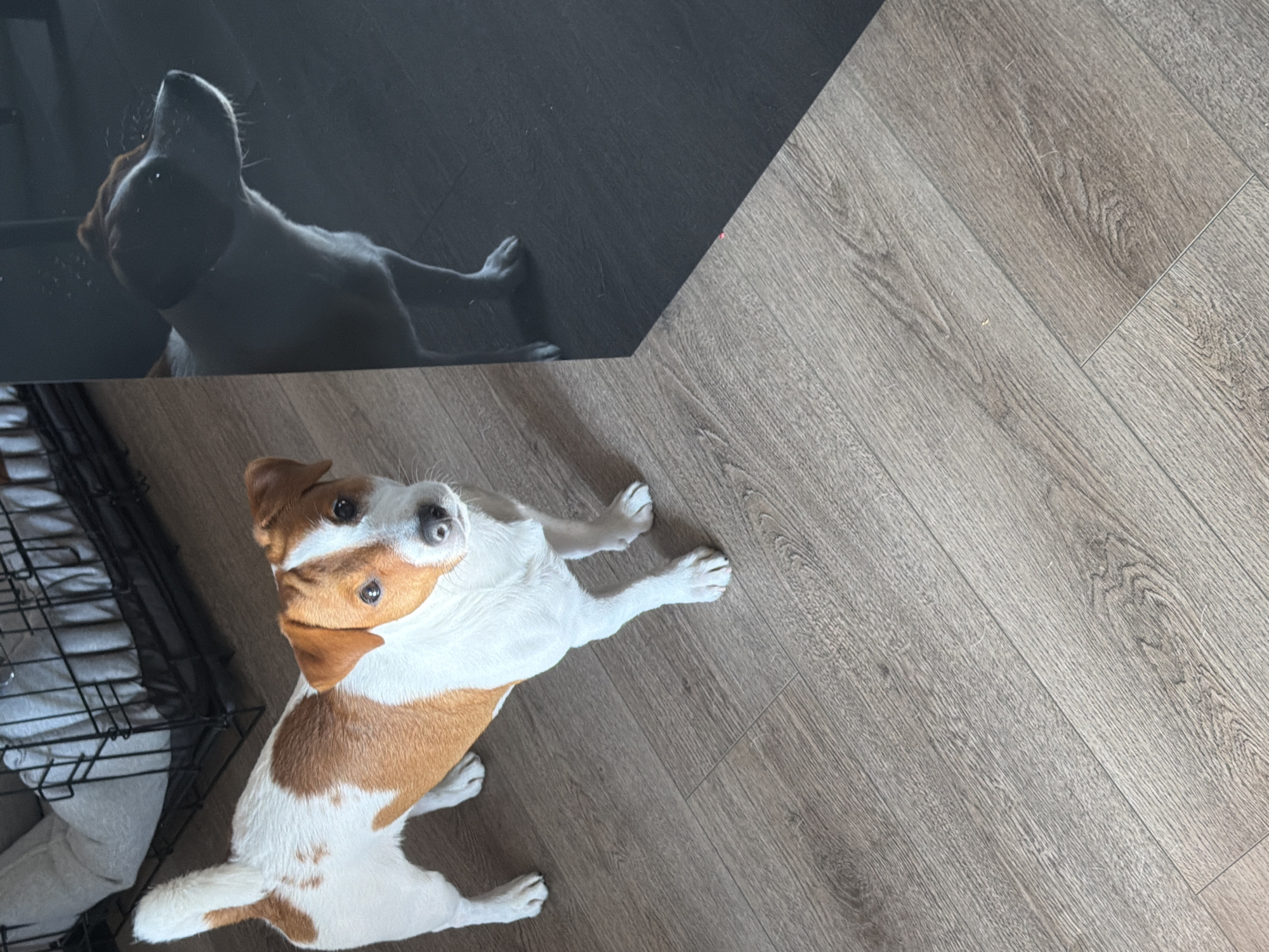A Jack Russell Terrier stands on a wooden floor, looking up at the camera. The dog is white with tan markings on its head and back. To the left of the dog is a portion of a dog crate. To the right of the dog is a reflective surface, possibly a dark glass door, showing a faint silhouette of the dog. The floor appears to be laminate or wood flooring. The overall scene suggests an indoor environment. There is no discernible indication of the location being Moscow, Russia.