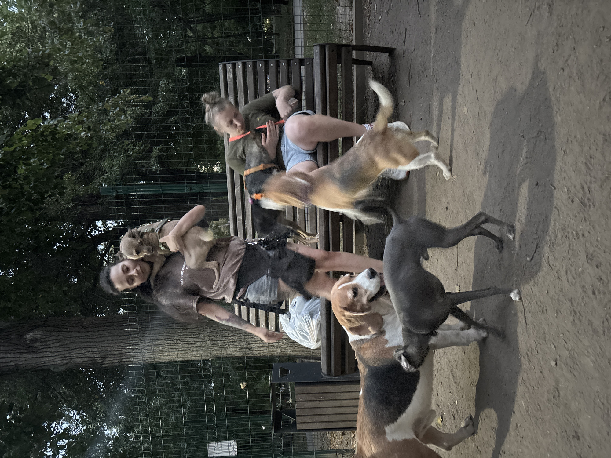 The image depicts a dog park in Almaty, Kazakhstan. Two women are present. One woman, standing on the left, is holding a small tan dog. She is wearing a brown t-shirt and denim shorts. The second woman is seated on a wooden bench on the right side of the image, holding a tan and white dog. She is wearing a green t-shirt and denim shorts. Several other dogs are present: a large tan and white beagle-like dog is in the foreground, a slender grey dog is to the left of it, and another tan and white dog is jumping up on the bench towards the seated woman. The environment includes a chain-link fence, trees, and a trash receptacle. The ground is covered in dirt and gravel.