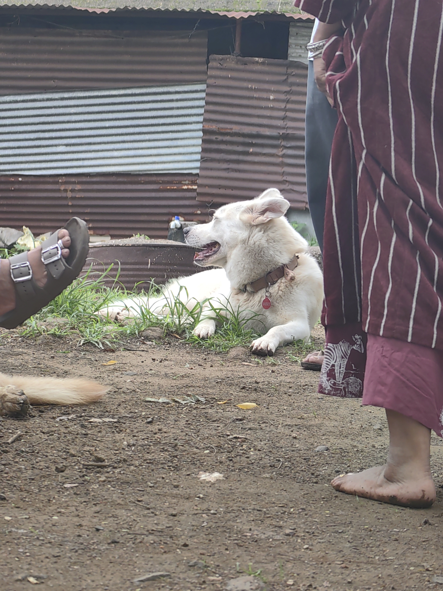 In Mhaiswadi, India, a white dog with light-colored ears lies on the ground, panting with its mouth open and tongue visible. The dog is wearing a brown collar with a red tag attached. To the left of the dog, a person's foot, clad in a brown sandal, is visible resting on the ground. To the right of the dog, a person wearing a maroon and white striped garment stands, partially obscuring the dog. In the background, a corrugated metal structure with some rust is prominent, suggesting an outdoor, possibly rural or informal setting. The ground appears to be dirt and patchy grass.