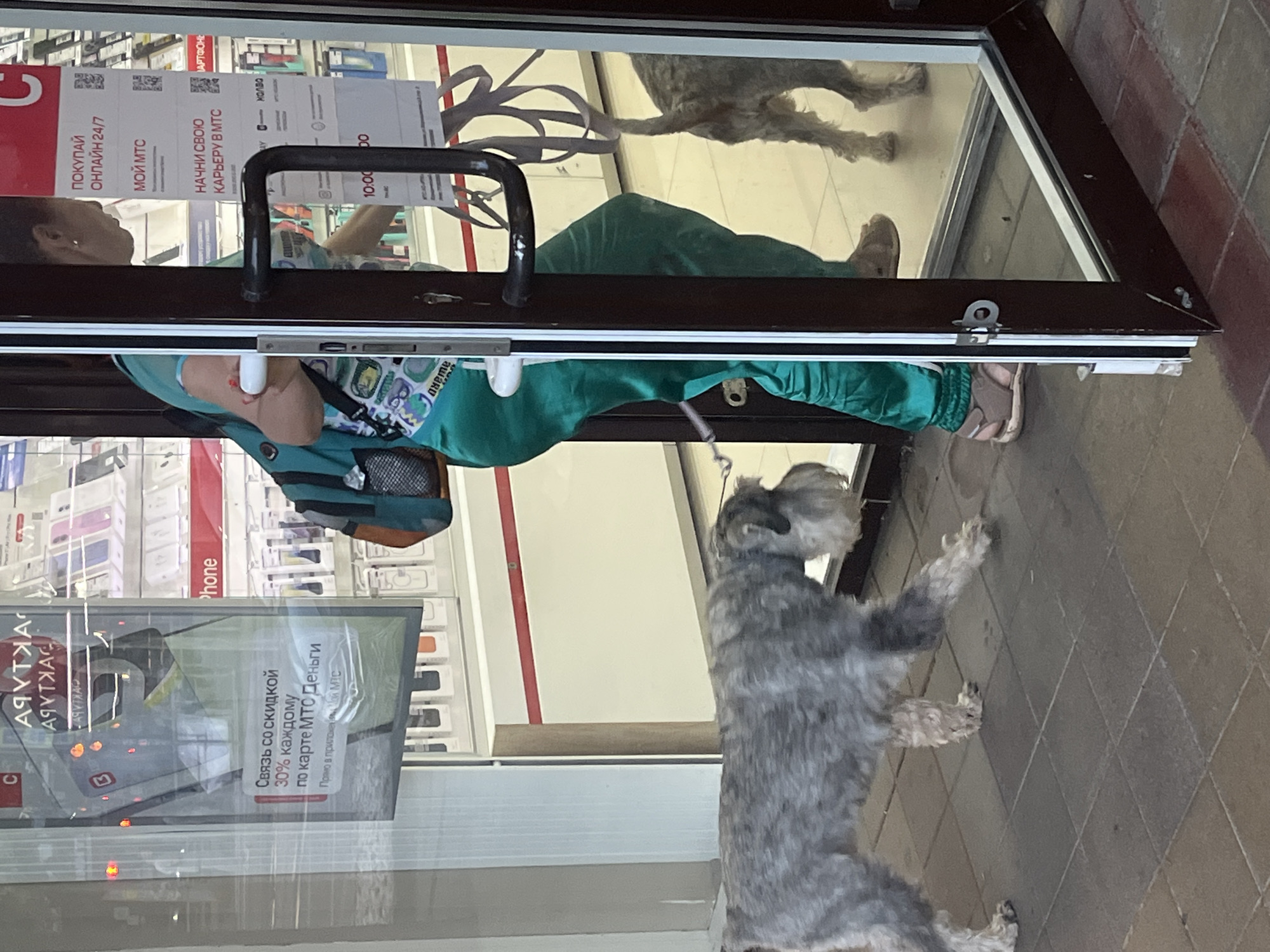 The image shows a street-level view of a store entrance in Krasnodar, Russia. A grey schnauzer-type dog is walking out of a store, and another dog, partially visible, is walking into the store. A woman wearing a teal-colored top and green pants is also visible near the entrance, holding a leash. The store appears to be an electronics retailer, with displays of phones visible through the glass. Signs in Russian are posted on the store window, one of which advertises a 30% discount with an MTS Money card. The ground outside the store is paved with tiles.