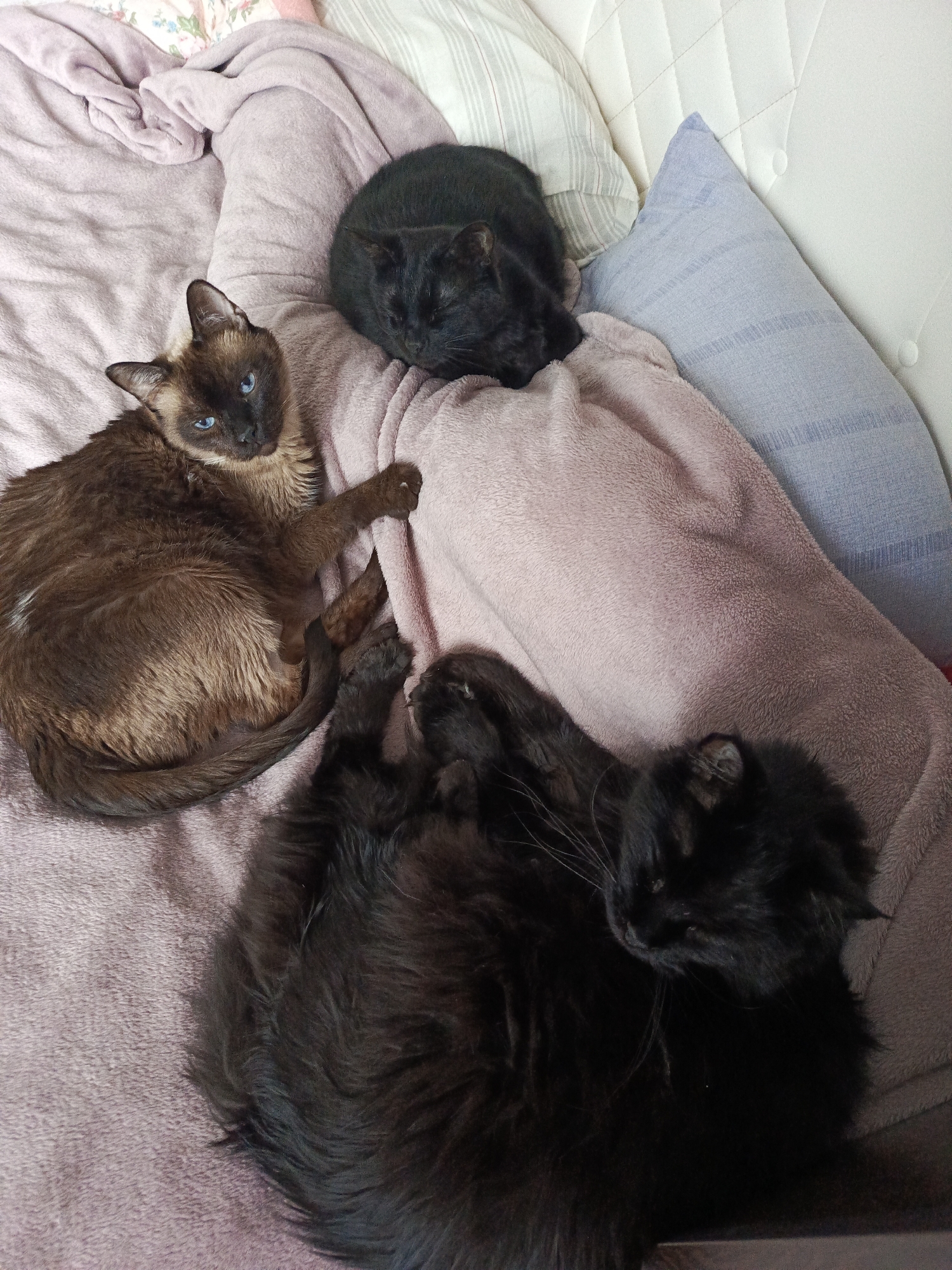 The image shows three cats sleeping on a bed. One cat is a Siamese, and two are black. The Siamese cat is lying on its side, facing the camera with its blue eyes open. One black cat is curled up in a ball near the top of the image. The other black cat is lying on its side, facing away from the camera, with its head near the bottom of the image. The cats are lying on a pink blanket, and there are pillows behind them. The photo was taken indoors. This does not appear to be taken in Северный, Russia.