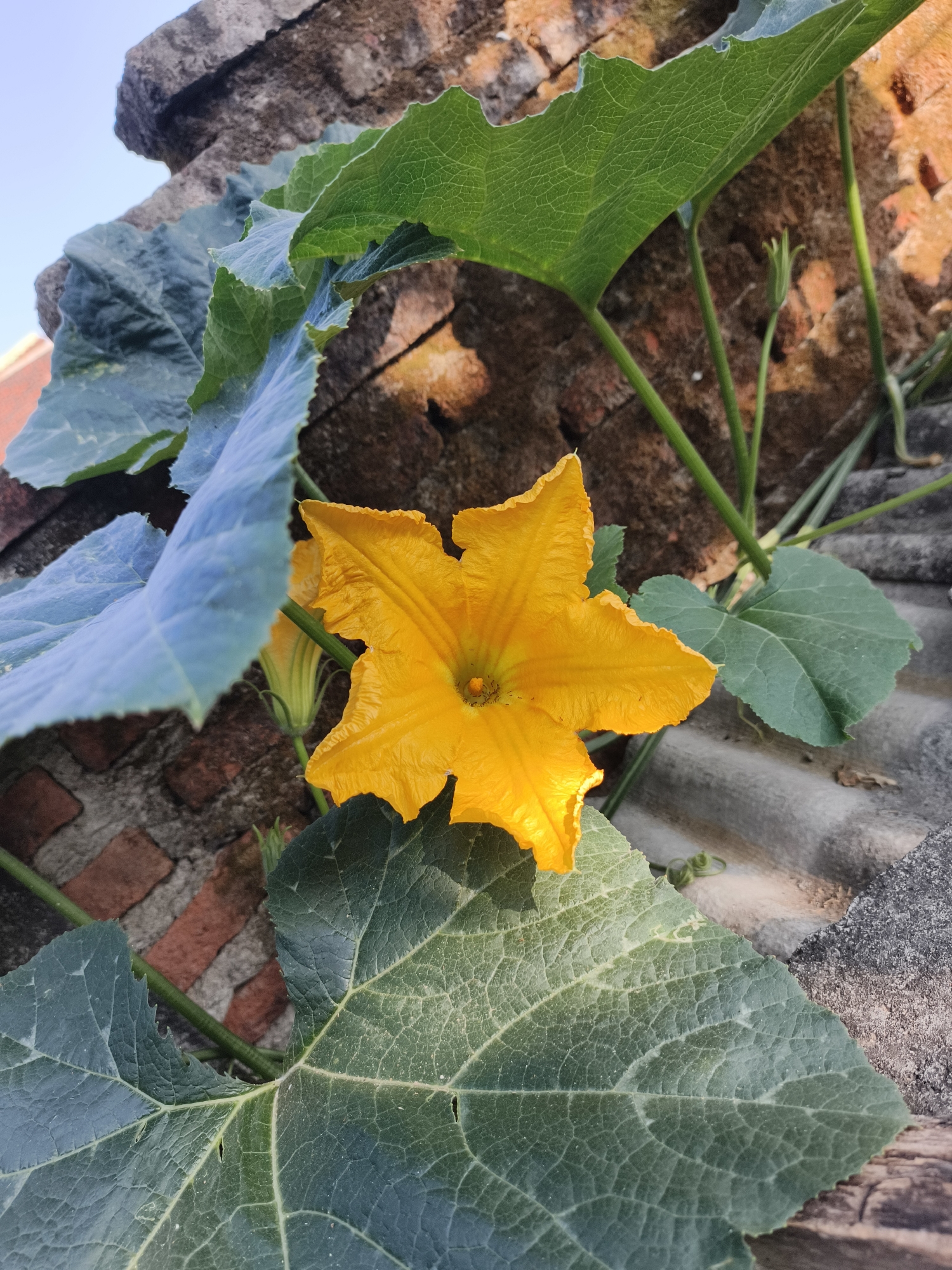 This is a close-up, eye-level, outdoor photograph of a bright yellow pumpkin flower in bloom. The flower has five pointed petals and is positioned slightly to the right of the center of the frame. Several large, green, textured pumpkin leaves surround the flower, with some appearing in focus and others slightly blurred. Behind the foliage, a brick wall is visible, with some of the bricks appearing reddish-brown and others lighter in tone. The top of the image shows a light blue sky. The foreground is dominated by the large leaves and the flower. The scene appears to be in an urban or semi-urban environment, possibly a garden or a patch of vegetation growing near a wall and on a tiled surface that could be a roof or pathway. The overall impression is of a natural element thriving in a constructed environment. The image does not contain any people or indicate any specific activities. Without additional context or distinct landmarks, pinpointing the exact location in Pekalongan, Indonesia is not possible based solely on the visual information presented.