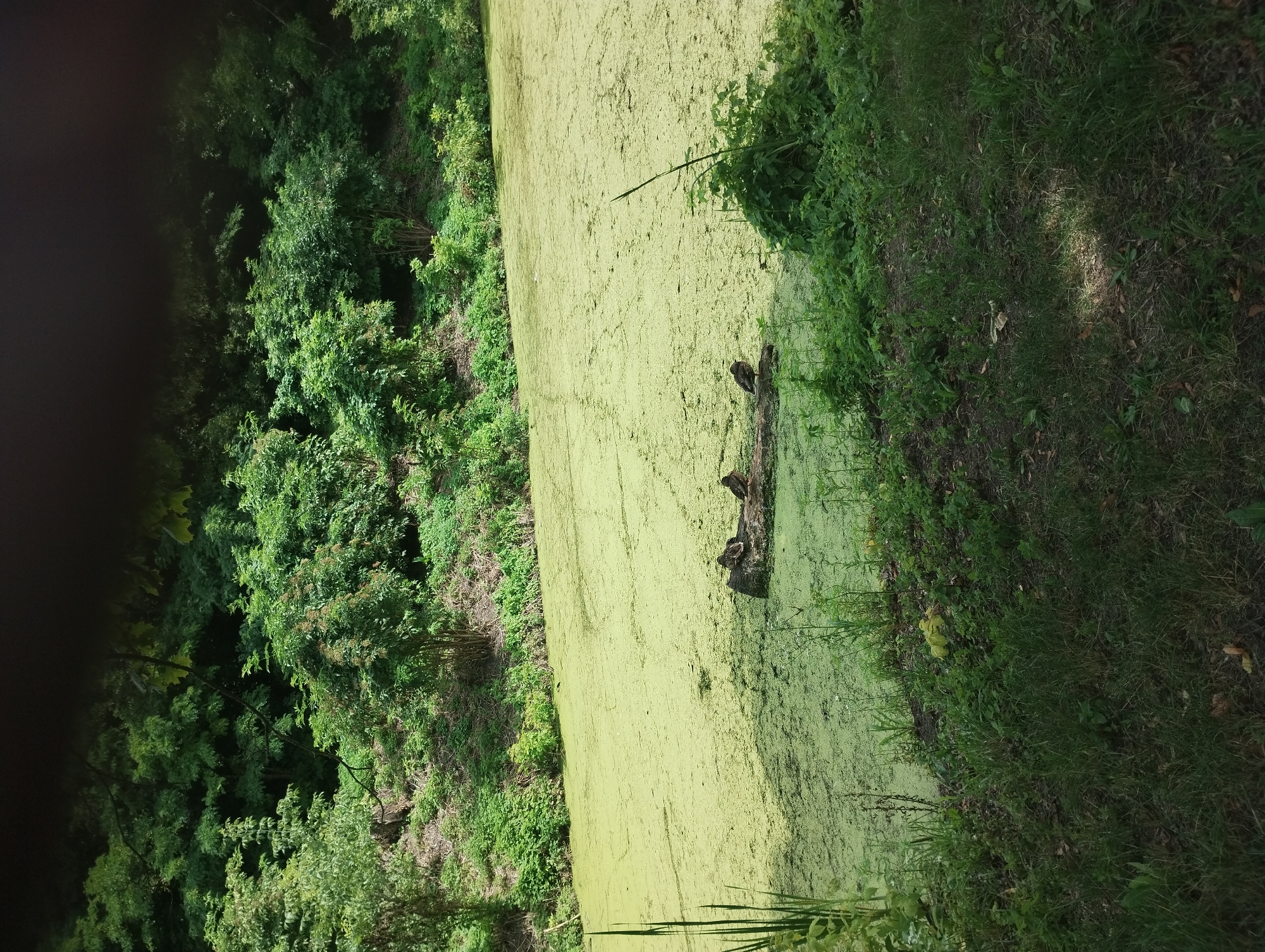 This image depicts a tranquil natural scene, likely a pond or slow-moving body of water covered in a thick layer of bright green algae or duckweed. The water is surrounded by lush, dense vegetation, including trees and various bushes, creating a verdant backdrop. In the foreground, the grassy bank slopes down towards the water. Several ducks are visible resting on a fallen log partially submerged in the water, positioned towards the center-right of the frame. The overall atmosphere is one of natural serenity and quietude. The location is identified as the Sumy Zoo in Sumy, Ukraine, suggesting this is an exhibit or naturalistic area within the zoo's grounds.
