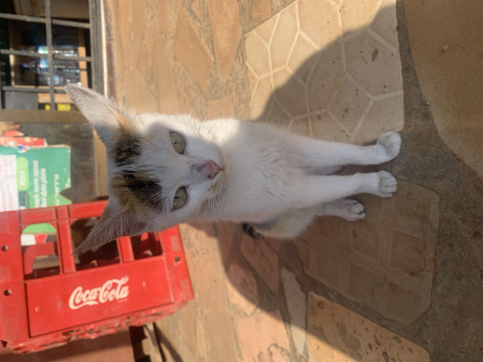 A calico cat with green eyes sits facing forward on a light-brown tiled surface in Rafin Par, Nigeria. The cat's fur is primarily white with patches of black and tan on its head and back. The background features a red Coca-Cola crate to the left, and a metal grate with bottles of water visible behind it to the right. A poster is partially visible behind the Coca-Cola crate. Sunlight casts a shadow of the cat on the tiled ground.