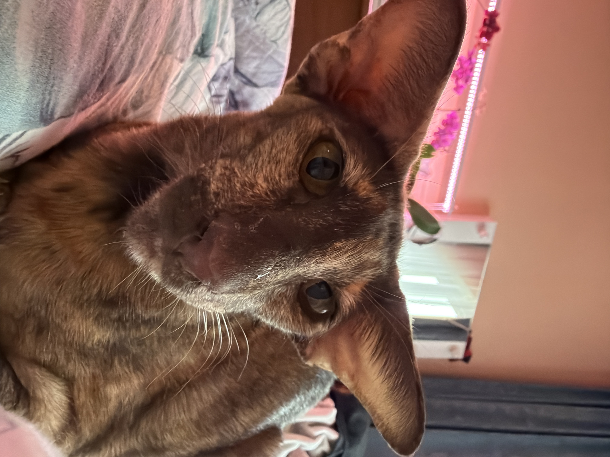 An indoor close-up shot, angled roughly 90 degrees counter-clockwise, features a domestic short-haired cat looking directly at the camera. The cat has a striking appearance with large, prominent, pointed ears and a slender face. Its fur is a mix of brown and darker, almost grey-black tones, showing a subtle tabby or brindle pattern. The cat's eyes are a warm amber or light brown, reflecting light sources. Its nose appears pinkish, and numerous long white whiskers extend from its muzzle. The cat's head is tilted, giving it an inquisitive and alert expression.
The cat is partially covered by a light-colored blanket or bedding with a subtle patterned texture, visible on the left side and beneath its chin. In the background, to the right of the cat, a plain pinkish-orange wall is visible. Along this wall, a vertical LED light strip emits a bright pink or purple glow, illuminating small green leaves and what appear to be pink orchid flowers. The artificial light suggests an indoor setting, possibly a room with plants under a grow light. The overall lighting is warm. No visible text is present in the image. The scene conveys a moment of curious interaction between the cat and the viewer, likely taken in a home in Chaikovsky, Russia.