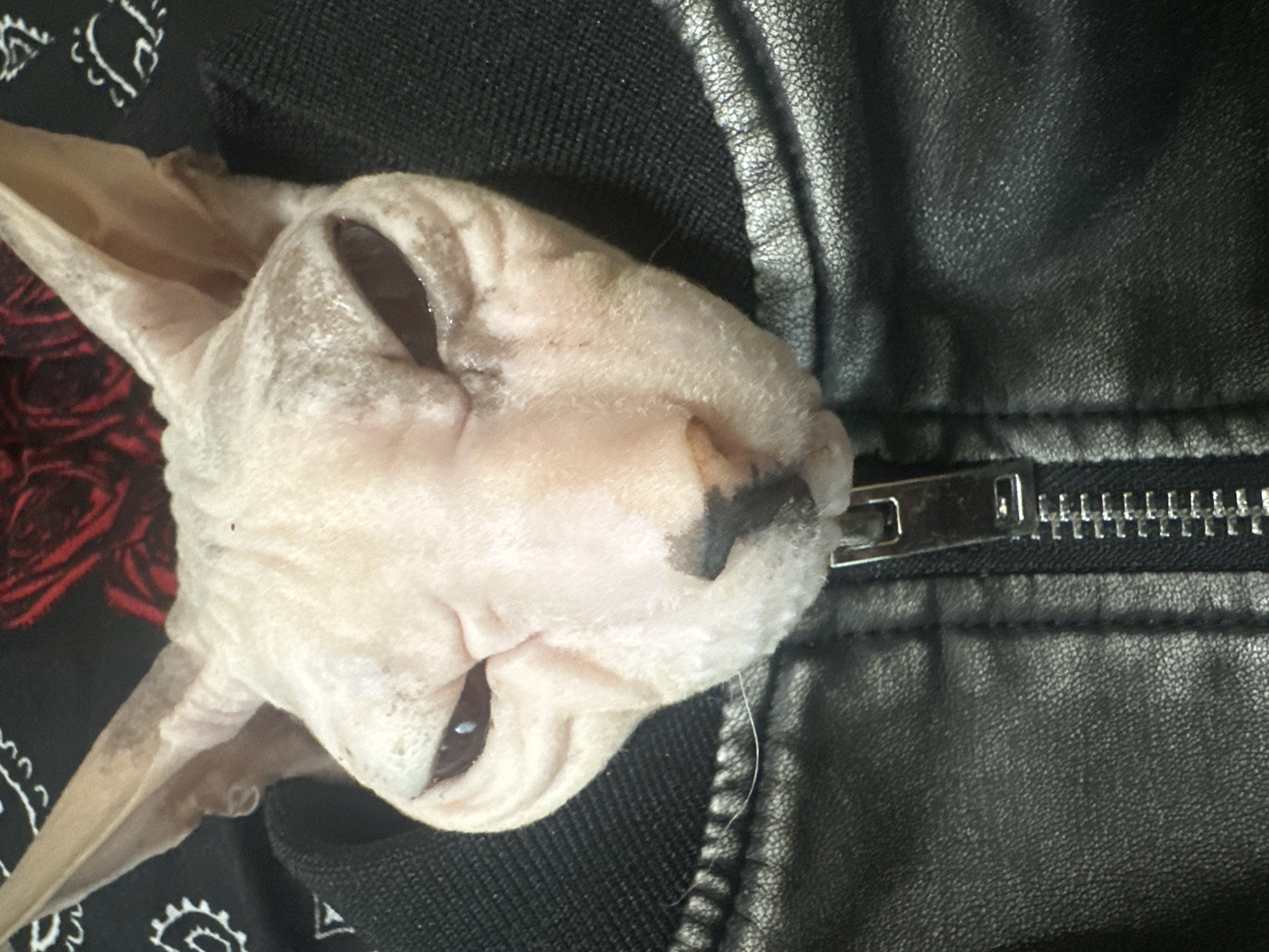 The image shows a close-up, head-on shot of a Sphynx cat wearing a black leather jacket. The cat has light pink skin with some darker markings, large ears, and dark, almond-shaped eyes. Its mouth is closed, and its expression appears somewhat serious or unimpressed. The jacket is black and appears to be made of faux leather, with a visible zipper and stitching. In the background, a black bandana with a white paisley pattern and a red floral pattern is visible. There are no discernible landmarks or contextual clues in the image to suggest a specific location in Togliatti, Russia, or any other city. The lighting is somewhat dim, and the focus is on the cat's face and upper body.