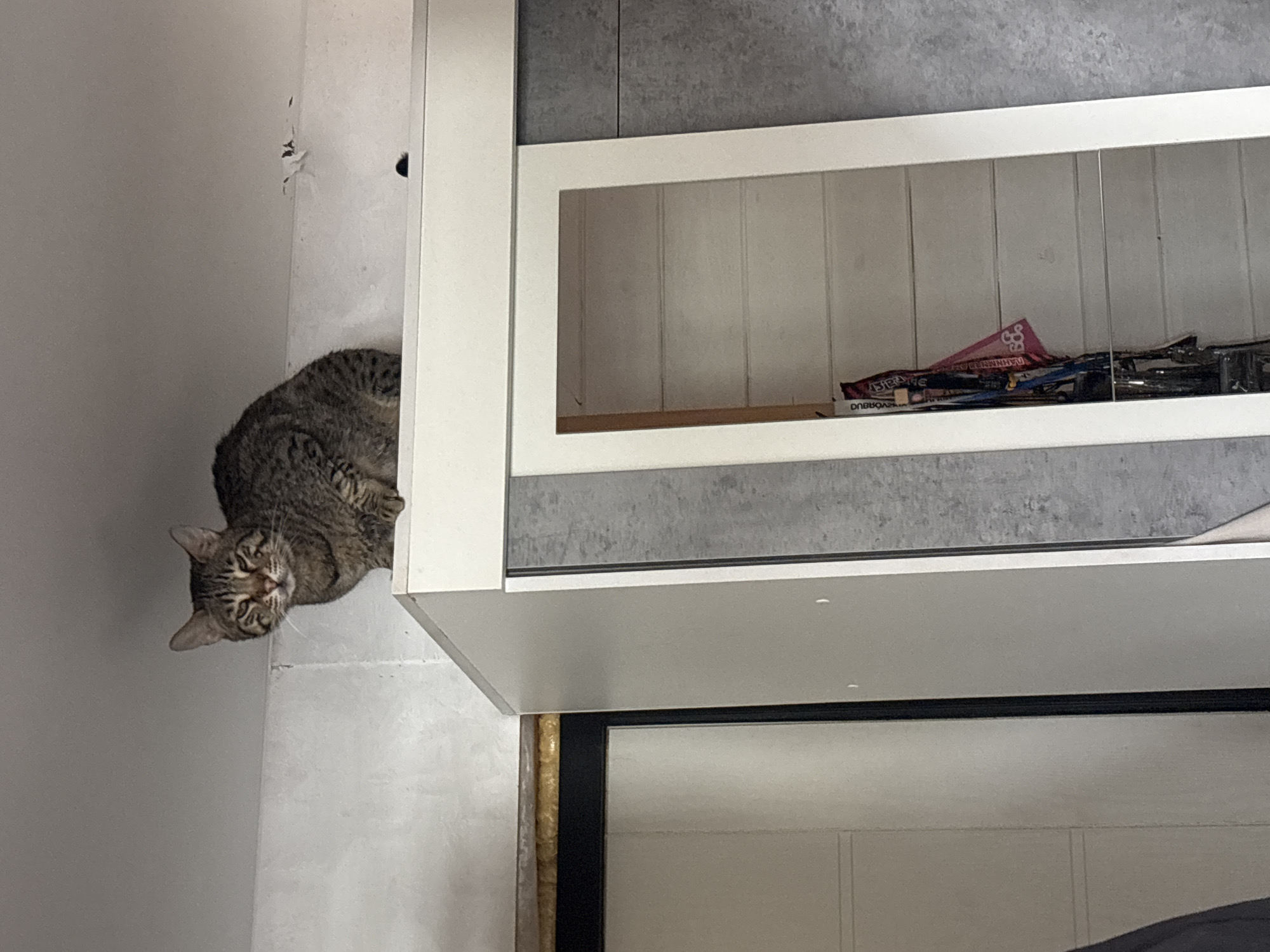 This indoor photograph captures a tabby cat in a domestic setting, possibly a home in Раздолье, Russia. The image is oriented 90 degrees clockwise from its natural upright position.
When viewed correctly, the cat is resting on a light-colored surface, likely a shelf or the top of a lower cabinet, situated in the corner where two walls meet. Its body, covered in distinctive brown and black tabby stripes, occupies the left side of the frame. The cat's head is turned towards the viewer, with its eyes slightly narrowed, suggesting a relaxed yet observant demeanor.
To the right and above the cat is a white upper wall cabinet featuring framed glass panels that reveal an interior shelf. On this shelf, several items are visible, including a prominent pink, folded paper object and some dark wires or cables. Partially visible text on the pink item reads "DNBBQQ" or a similar sequence, though it is somewhat obscured.
The background features two different wall textures: a plain light-colored wall behind the cat, showing some minor wear or damage, and a grey, textured wall, possibly tiled or wallpapered, extending across the upper part of the frame behind the cabinet. Below the cabinet, a dark-framed, reflective surface is partially visible, likely another piece of furniture or an appliance. The scene is illuminated by indoor lighting, with no discernible time of day or weather conditions. The overall impression is a casual glimpse into a pet's life in a cozy home environment.