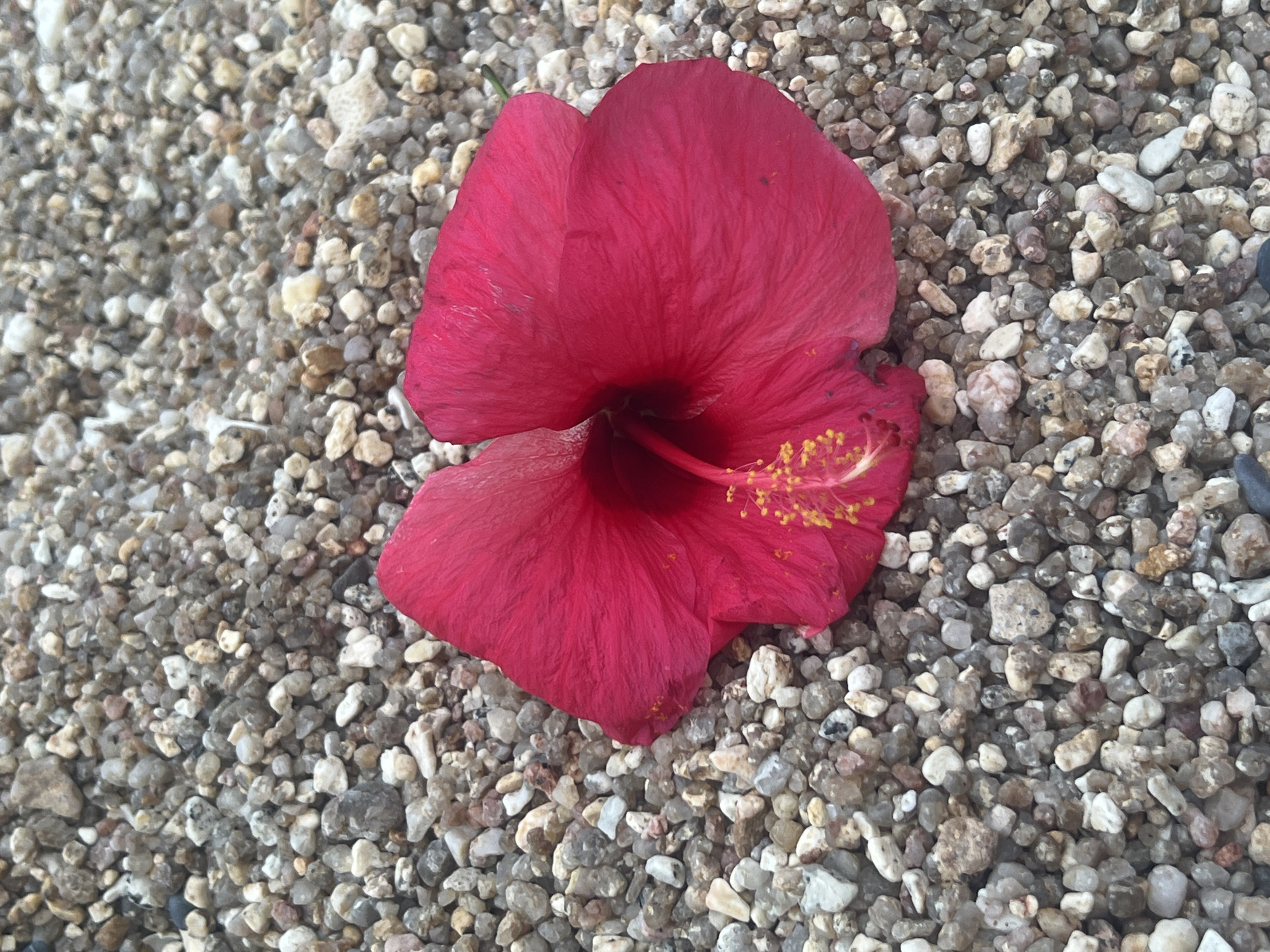 A single, bright pink hibiscus flower lies on a bed of small, multi-colored pebbles. The flower is centrally located in the frame, with its petals spread open. The pebbles are of various sizes and shades of gray, brown, white, and tan, creating a textured background. The image appears to be an outdoor shot, possibly in a garden or on a pathway. Without further information, the specific location within Ko Samui District, Thailand cannot be determined. There are no people or other objects visible in the scene.
