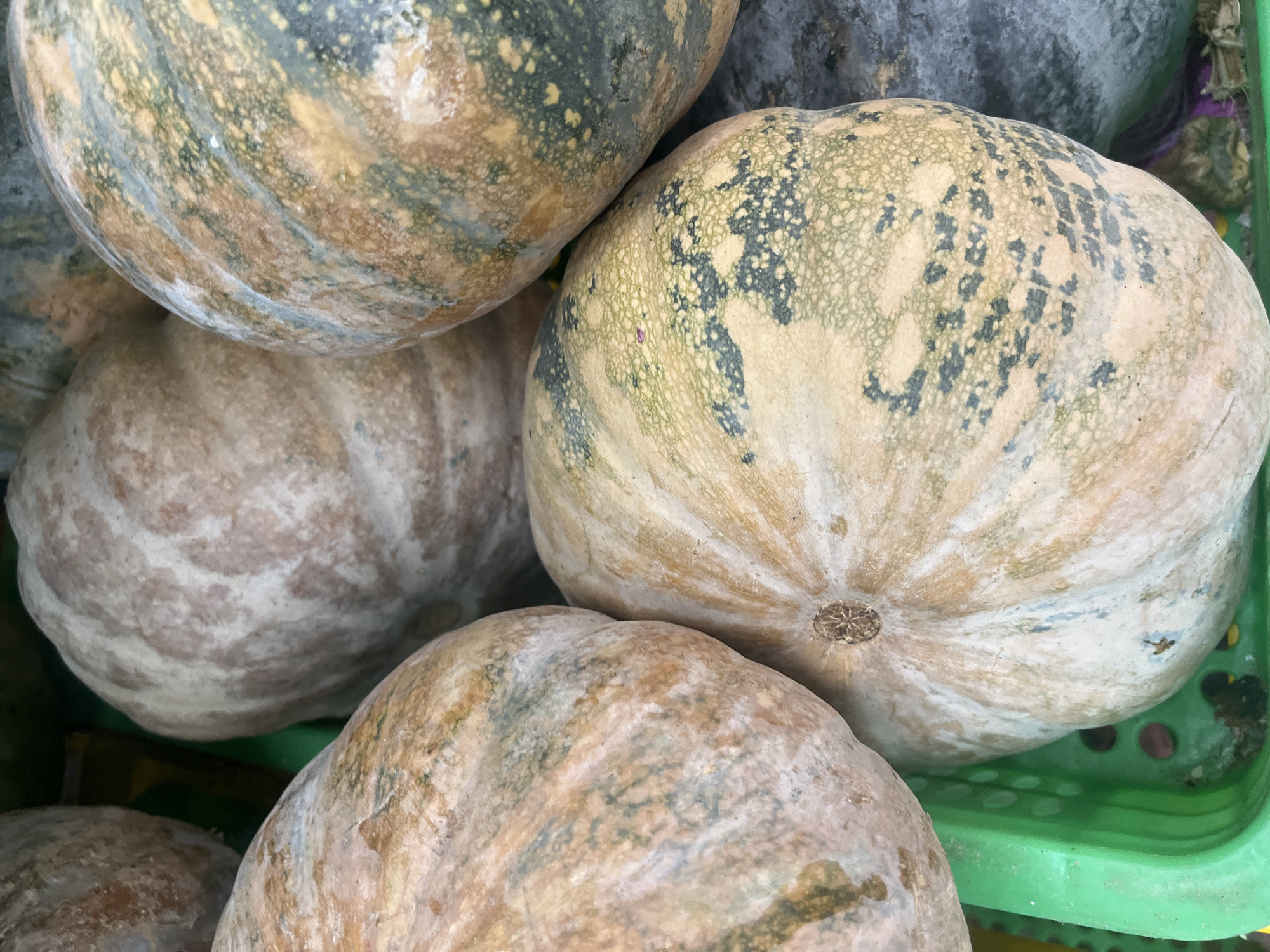 A close-up, high-angle shot shows a pile of several large, pale orange and green pumpkins with dark markings. The pumpkins are contained within a bright green plastic basket. The background is dark and out of focus, but appears to be part of a market stall. The scene is likely from a street market in Bac Nha Trang Ward, Vietnam.