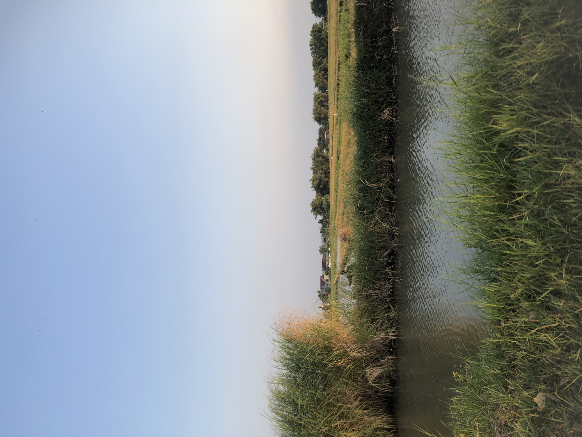 The image captures a serene rural landscape in Keboguyang, Indonesia, under a clear, pale blue sky. In the foreground, a narrow body of water runs horizontally across the frame, with its surface reflecting the sky and surrounding vegetation. Dense, tall green grass lines the banks of the water, with a cluster of dry, golden-hued grass appearing on the left. Beyond the water, a field of golden-yellow crops stretches into the middle ground. Several white birds are visible scattered across this field. A line of trees forms a natural boundary at the horizon. A few houses with red roofs are nestled among the trees, suggesting a small village or settlement. A figure, possibly a fisherman, is partially obscured by the tall grass on the right side of the water, holding what appears to be a fishing rod. The overall scene evokes a peaceful, pastoral atmosphere.