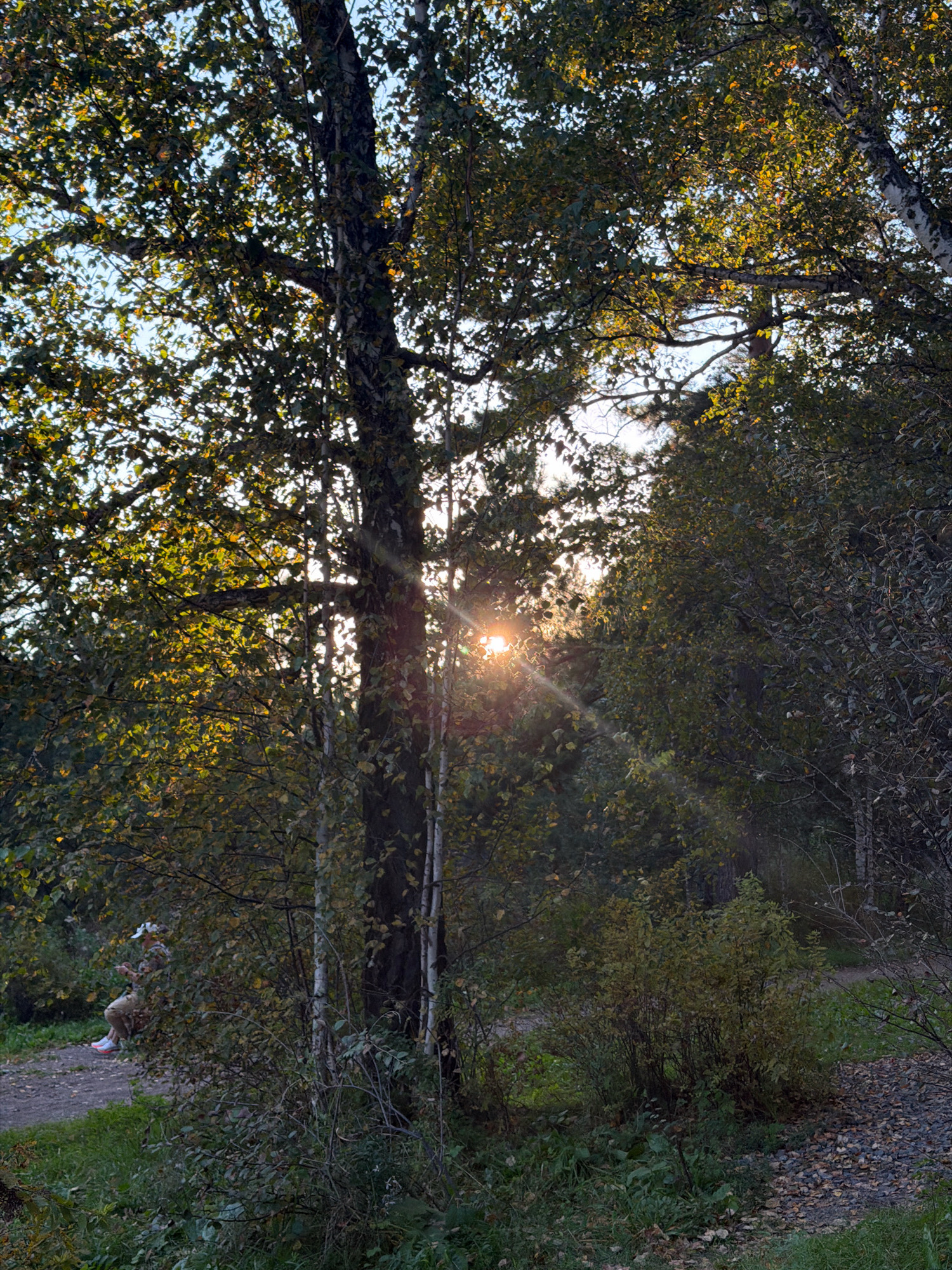 The image captures a sun-dappled forest scene, likely within the city of Krasnoyarsk, Russia, given the context provided. The sun's rays pierce through the foliage of tall trees, creating a bright glow and visible light streaks across the frame. In the foreground, a person is seated on a bench, partially obscured by the surrounding vegetation. They appear to be wearing light-colored clothing and a hat. A path, covered with gravel and fallen leaves, meanders through the scene, suggesting a park or recreational area. The overall atmosphere is one of a serene autumn day, with the sunlight illuminating the natural environment.