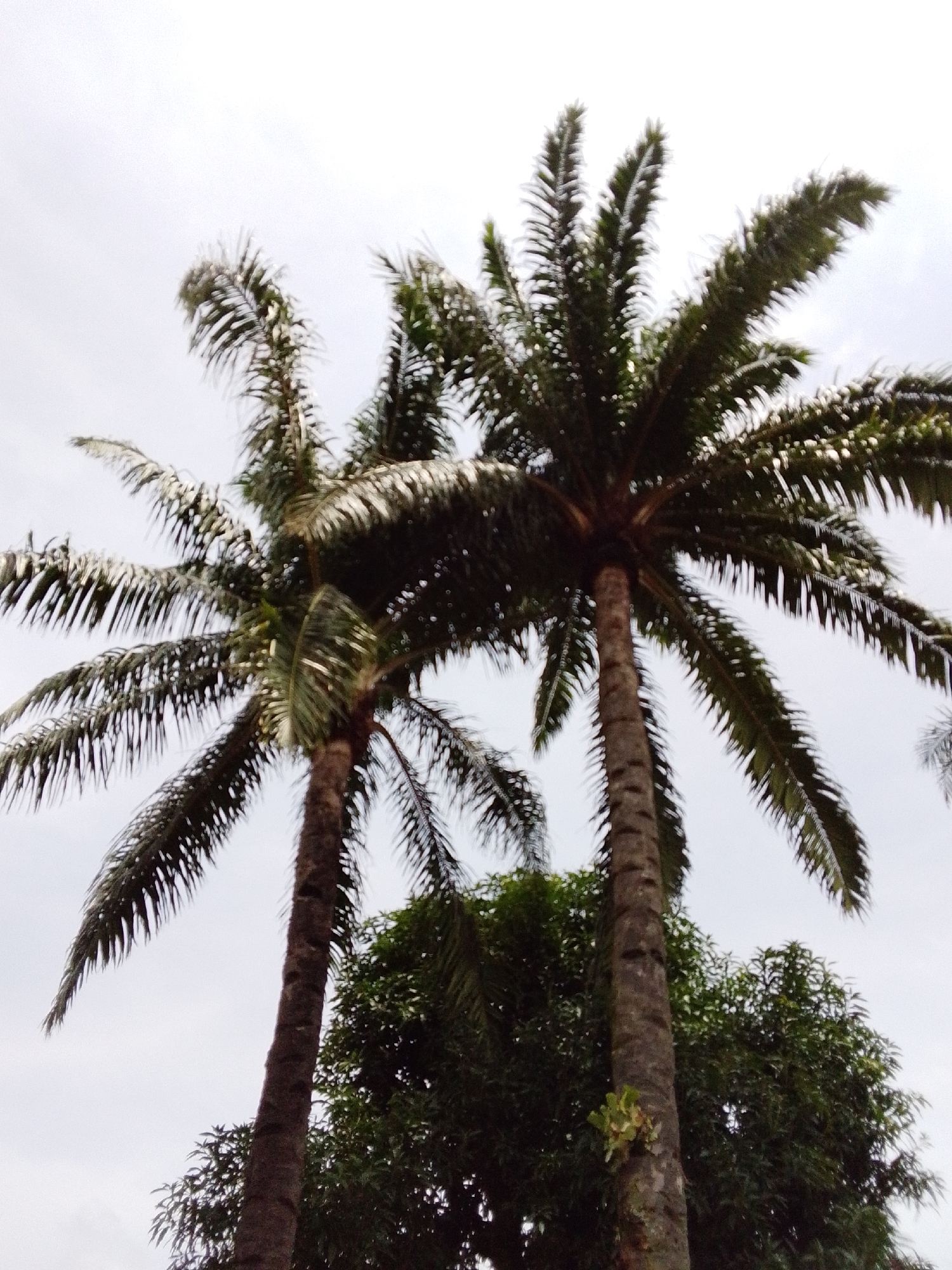 The image shows two palm trees against a cloudy sky. The palm trees are tall with long, frond-like leaves. One tree is in the foreground and is thicker than the other. The leaves of the trees are dark green and appear to be wet or glistening. The sky is overcast with a light gray color. There are no people visible in the image. The image appears to have been taken from a low angle, looking up at the trees. The scene is likely outdoors and in a tropical or subtropical environment. It's not possible to determine the specific location within Serti, Nigeria from this image alone.
