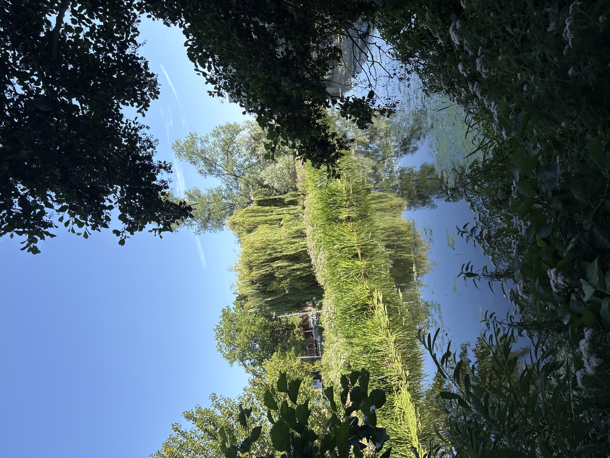 The image depicts a serene canal scene under a clear blue sky, framed by lush green foliage. The canal is bordered by tall reeds and aquatic plants, with lily pads dotting the water's surface. On the far bank, a weeping willow tree stands prominently, its branches cascading towards the water. Beyond the trees, a few buildings and parked cars suggest an urban or semi-urban environment. The water reflects the surrounding greenery and the sky, creating a tranquil atmosphere. The scene is likely located in Chelmsford, United Kingdom, given the distinctive willow tree and canal system often found in the region.