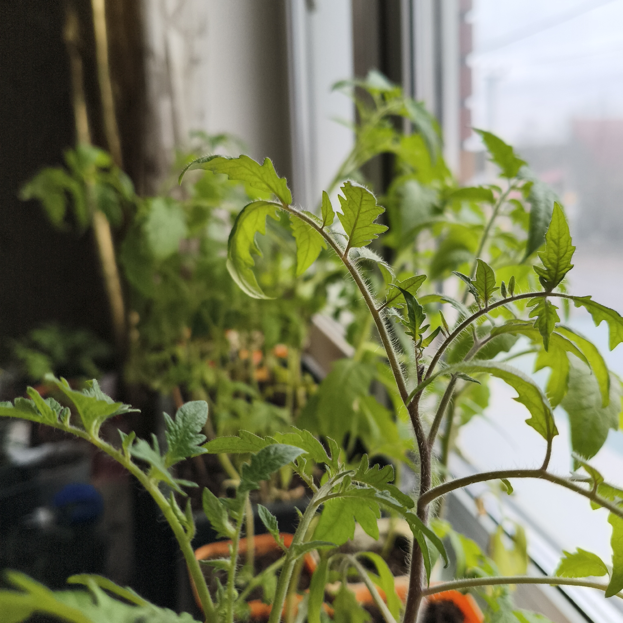 The image shows a close-up view of tomato seedlings growing in pots on a windowsill. The plants have green, serrated leaves and hairy stems. The background includes a window with a blurry view of buildings and foliage. The location is likely Chaikovsky, Russia.