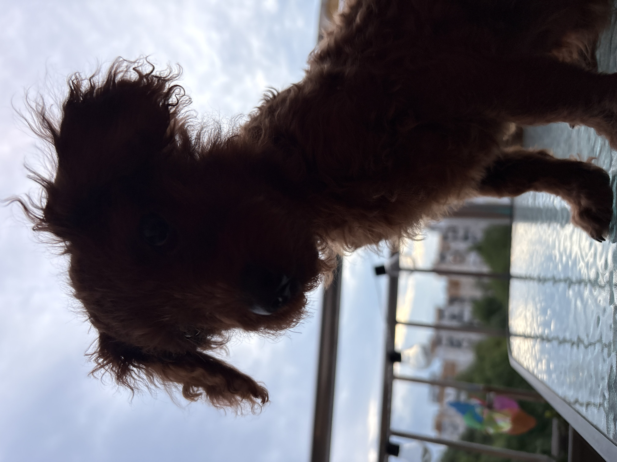 A brown dog stands on a glass table on a balcony. The view from the balcony includes buildings, possibly residential, and trees. A colorful pinwheel is visible hanging from the balcony railing. The sky is overcast. It is not possible to determine the exact location within Plovdiv.